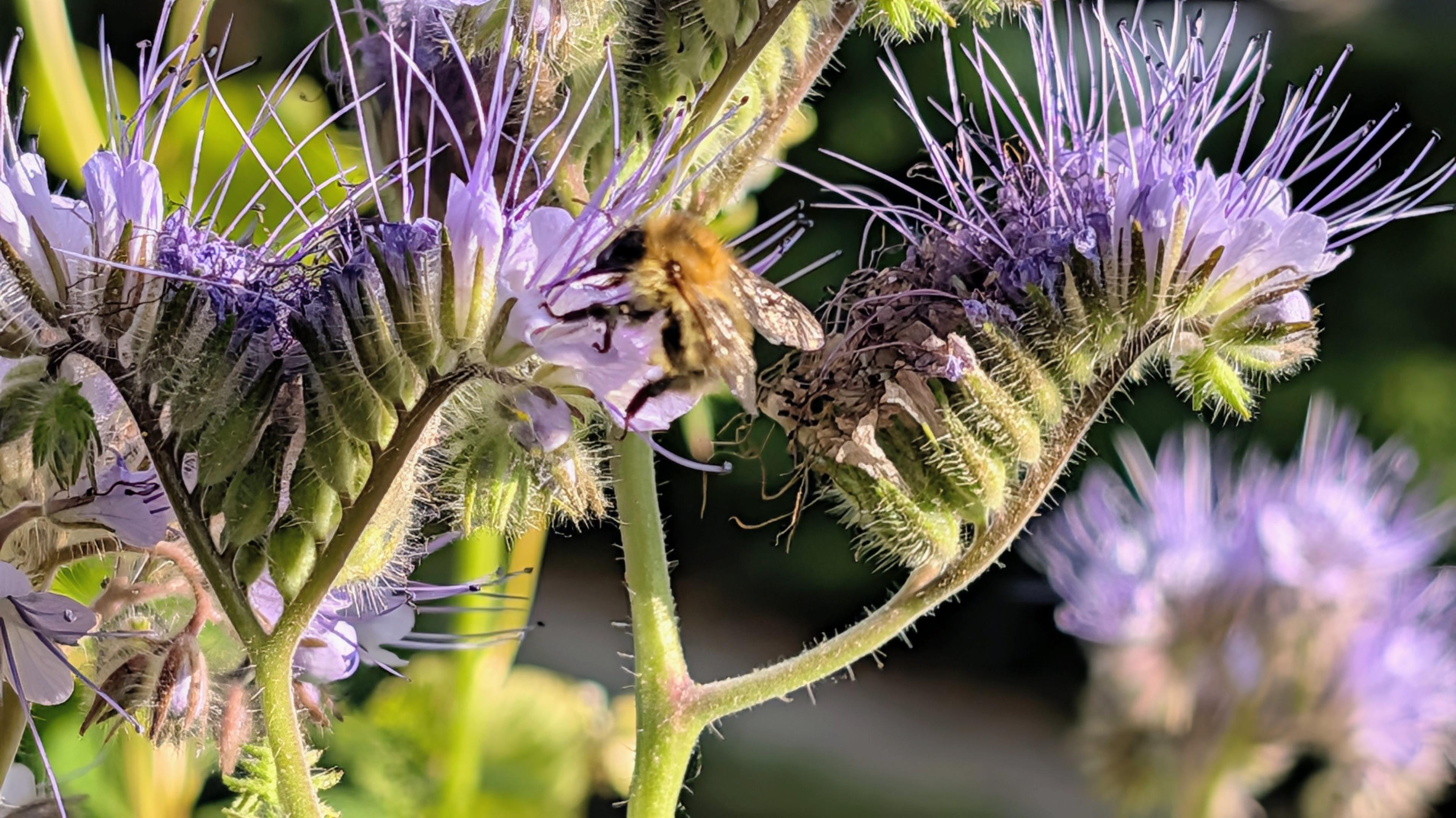 Eine Nahaufnahme von hellvioletten Blüten mit einem Insekt. Die Blüten weisen lange, dünne, weiße Staubfäden auf, die fächerförmig nach außen ragen. Ein behaartes Insekt sitzt auf einem der Blütenstände im Zentrum des Bildes. Die grünen Blütenkelche und Stängel sind mit feinen, hellen Här Härchen bedeckt. Der Hintergrund besteht aus unscharfen grünen und violetten Pflanzenbereichen.