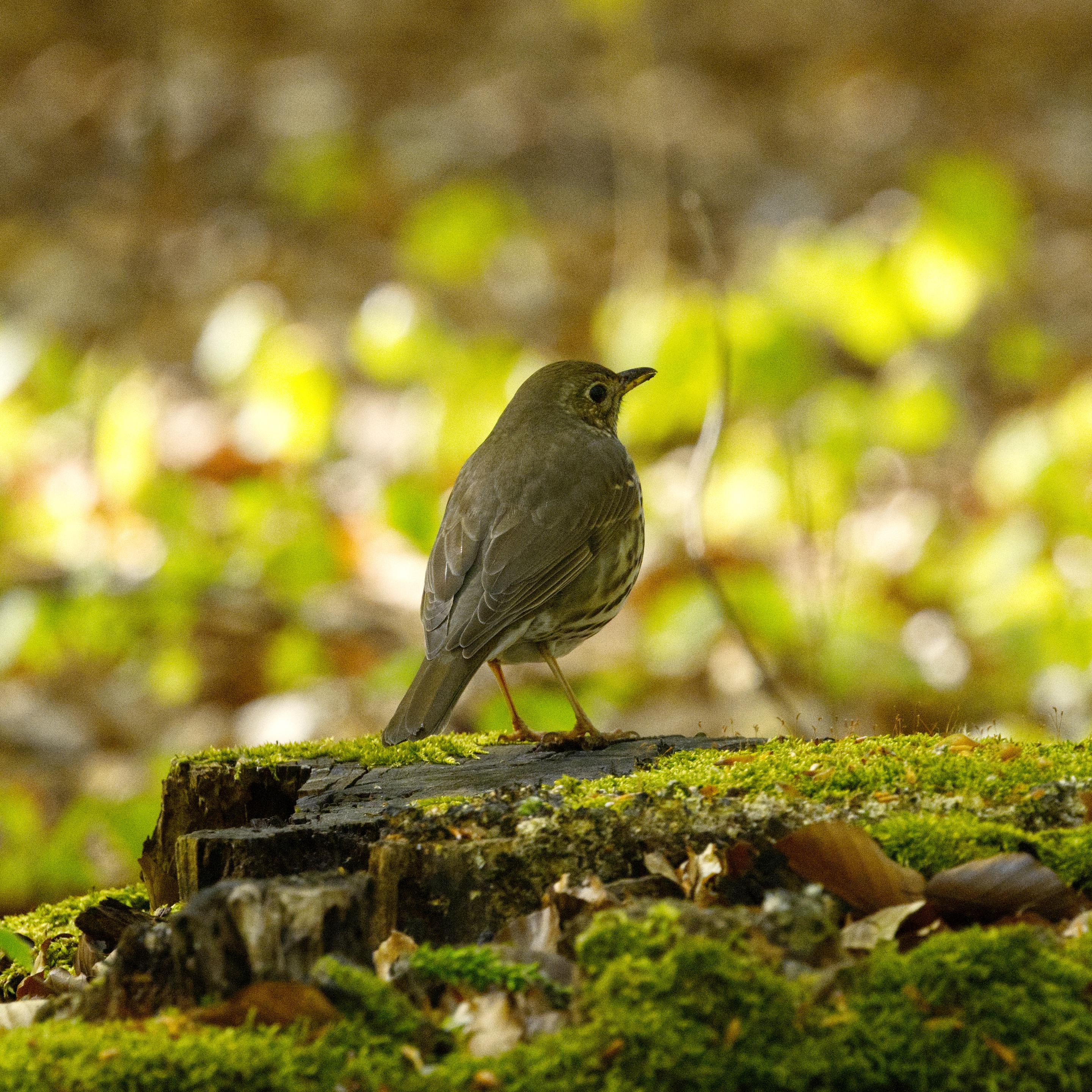 Eine Singdrossel (Turdus philomelos) steht auf einem bemoosten Stubben und wendet dem Betrachter den Rücken zu.
Die Singdrossel ist etwas kleiner als eine Amsel.
Der Oberkopf ist graubraun, es ist ein hellerer Überaugenstreif angedeutet. Die Zügel sind dunkelbraun und zeigen eine helle Sprenkelung. Die Ohrdecken sind hellbraun. Nacken, Halsseiten und vorderer Rücken sind braun, die übrige Oberseite ist graubraun bis olivbraun. Das Kinn und die vordere Kehle sind beige bis rahmfarben, die Vorderbrust und die Flanken sind mit einer gelblich braunen Färbung überhaucht, die fließend in das matte Weiß der hinteren Brust und des Bauches übergeht. Die Unterseite ist zudem mit schwarzbraunen Flecken gemustert. Dieser ist durch einen ungemusterten, hellen Rand zum braunen Zügel hin abgesetzt. Zum Bauch hin werden die Flecken größer sowie rundlich fächerförmig und bilden angedeutete Reihen. Zu den Flanken hin werden sie bisweilen heller, auf dem Unterbauch spärlicher. Die Steuer- und Flügelfedern sind zu einem großen Teil braun mit einer rötlich braunen, helleren Außenfahne. Die drei inneren Armschwingen sind oft undeutlich hell gesäumt. Die großen und mittleren Armdecken tragen einen hellen Spitzenfleck. Die Unterflügeldecken sind rostgelb und heben sich vom sonst eher graubraun bis grau wirkenden Unterflügel ab.
Das Auge ist dunkelbraun und trägt einen rahmfarbenen Ring. Der Schnabel ist schwarzbraun mit gelblichen Unterschnabelästen. Die Füße sind gelbbraun bis bräunlich rosa.