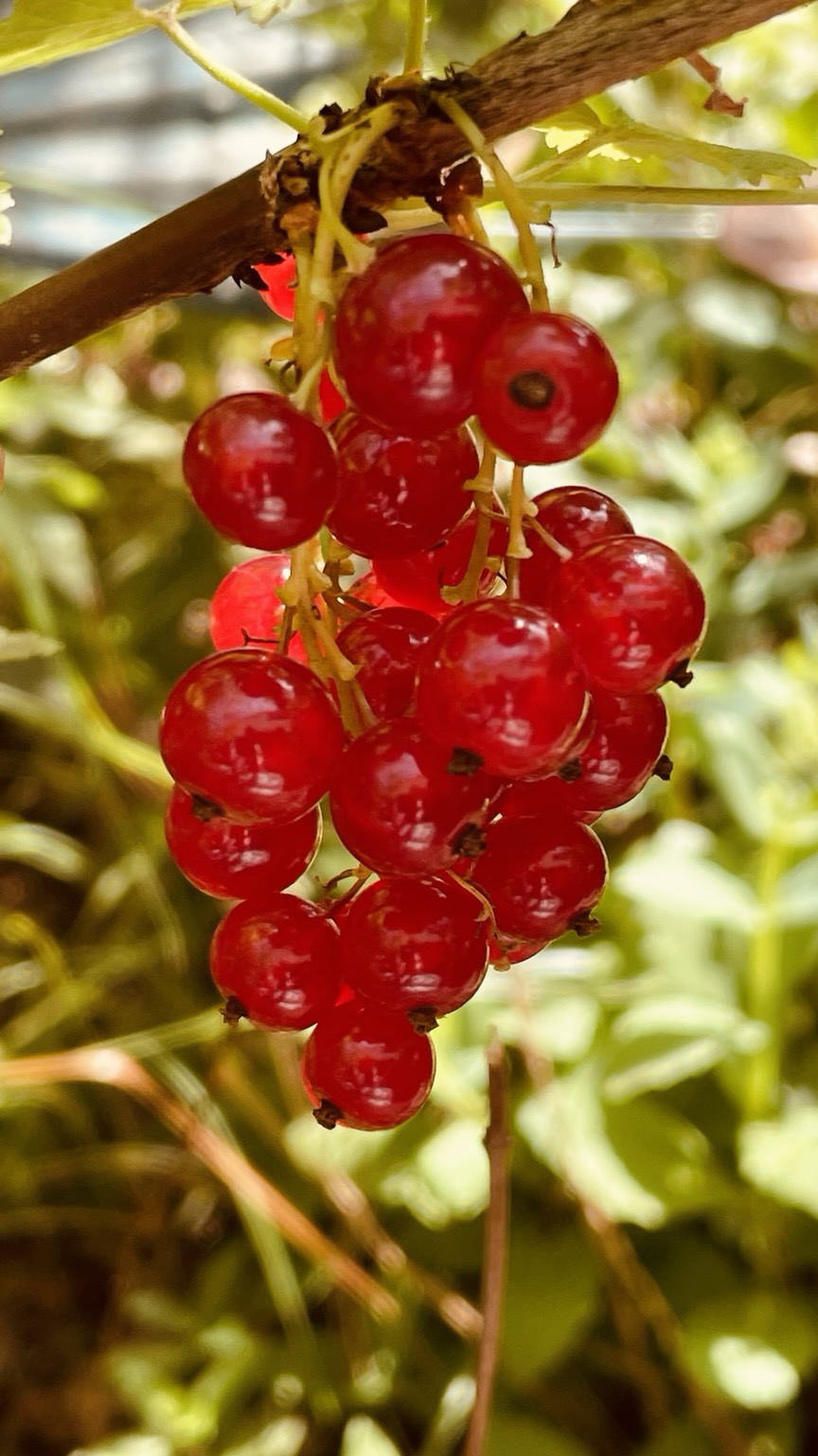 Die Johannisbeeren sind reif. Mal sehen, wer schneller ist. Die Vögel oder wir?