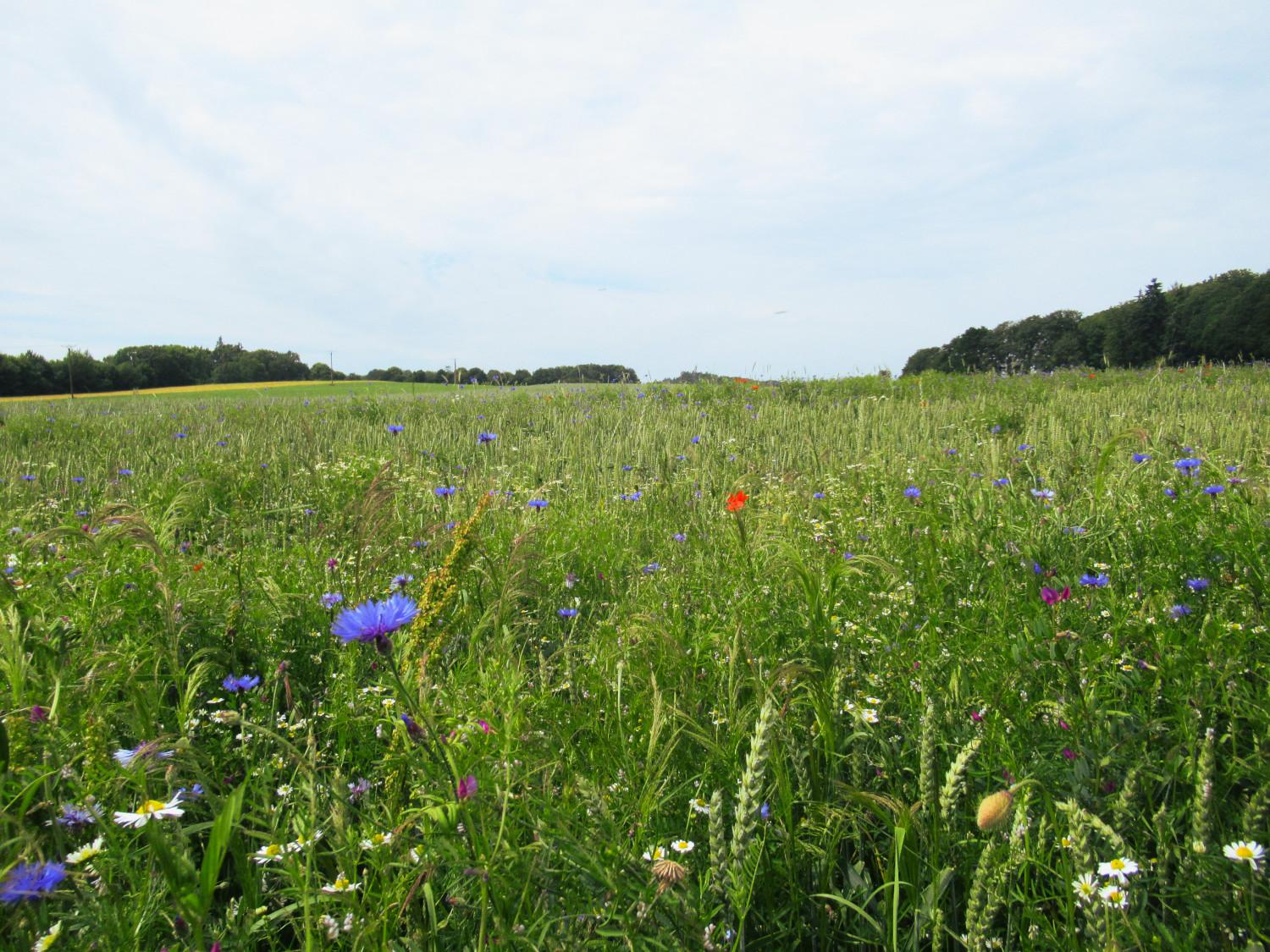 Eine Wiese mit Kornblumen, Kamille, etwas Mohn und Platterbse