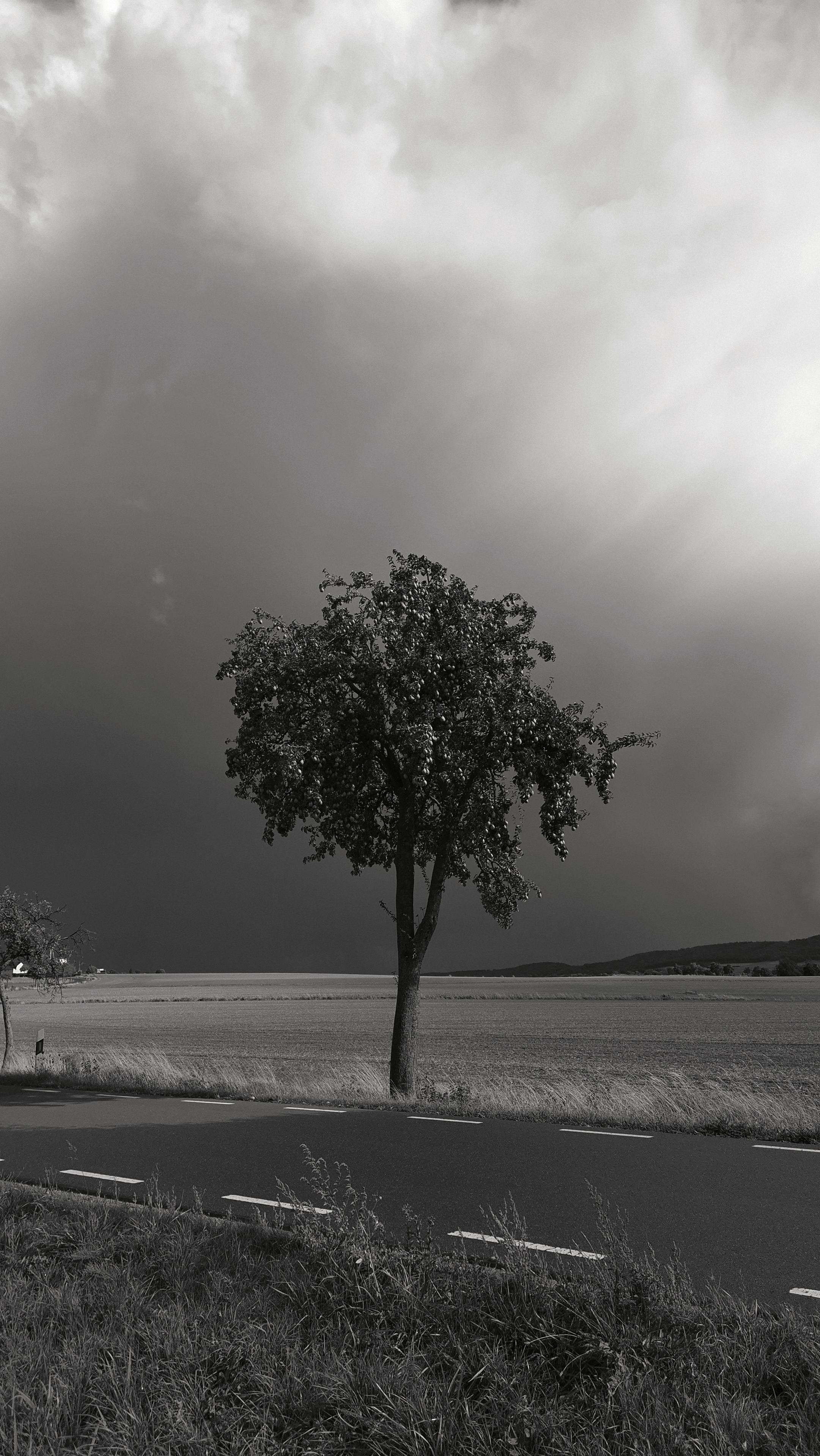 Ein rechteckiges Hochformatfoto in schwarzweiß, das einen belaubten Obstbaum zeigt. Der Baum steht neben einer Landstraße und befindet sich auf der gegenüberliegenden Straßenseite. Hinter dem Baum erstreckt sich die freie Landschaft und der Himmel wirkt bedrohlich dunkel.