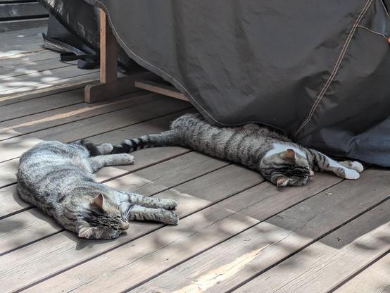eine graugetigerte und eine weißgetigerte Katze liegen beide ausgestreckt auf einer Holzterrasse 