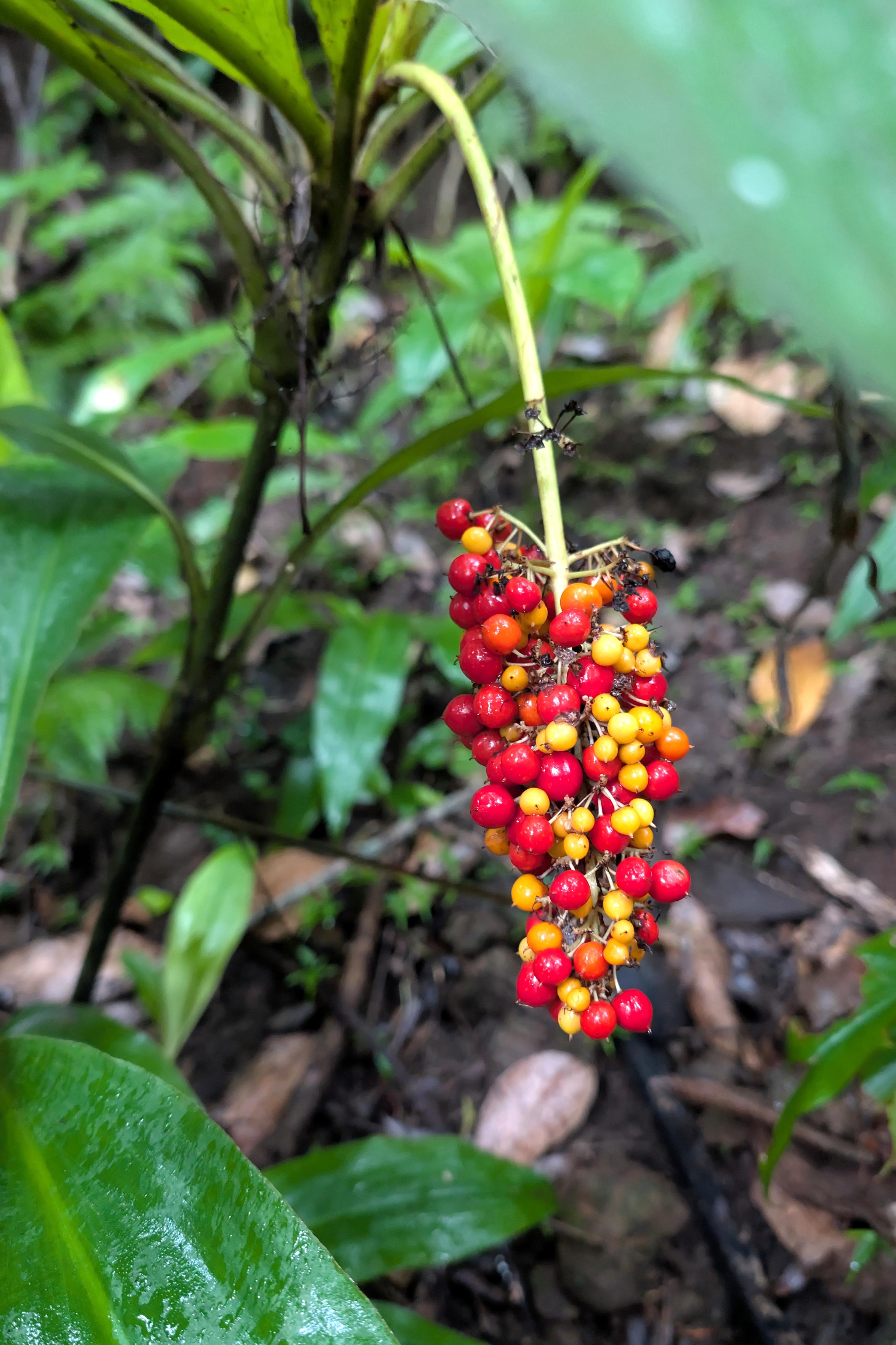 Das Bild zeigt eine im Unterholz stehende, nasse, krautige Pflanze. Die Blätter sind lanzettförmig. An einem hellgrünen Stengel hängen leuchtend gelbe und rote Beeren, die etwa so groß wie Pfefferkörner sind.