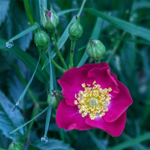 eine dunkelpinke geöffnete kleine Rosenblüte (Hagrose?)