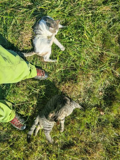 zwei Katzen liegen in einer Wiese an den Füßen und putzen sich.nGrüne Hose, schwarze Schuhe 