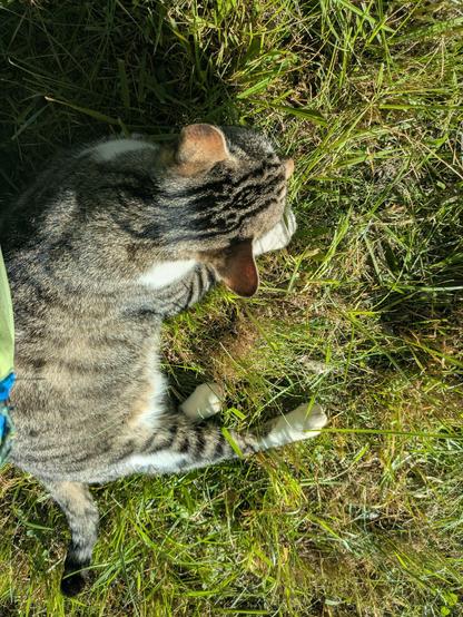eine weißgetigerte Katze liegt in der Wiese, eine grüne Hose ist noch sichtbar 