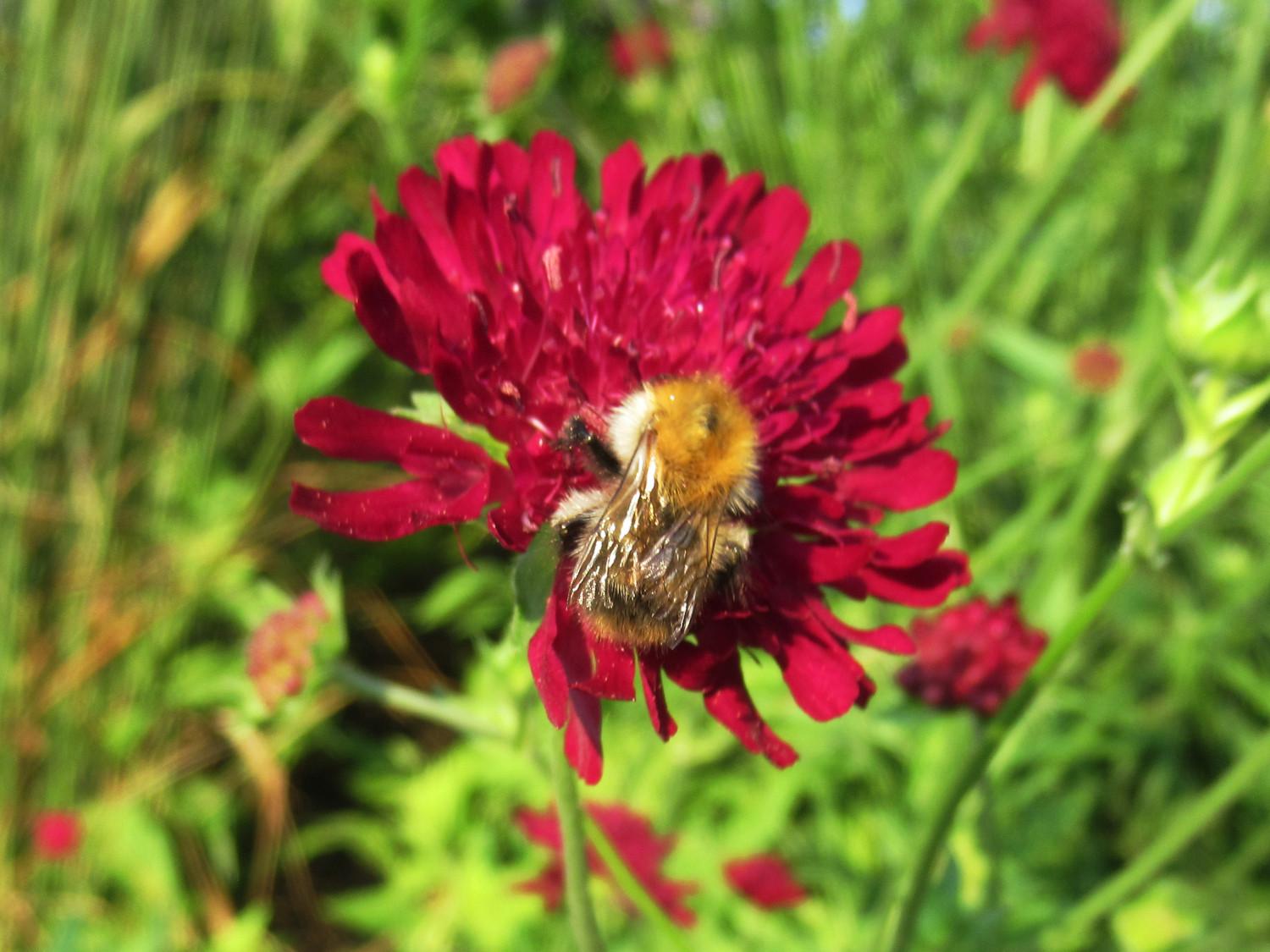 Eine Mooshummel (?) auf der Blüte der Mazedonischen Witwenblume