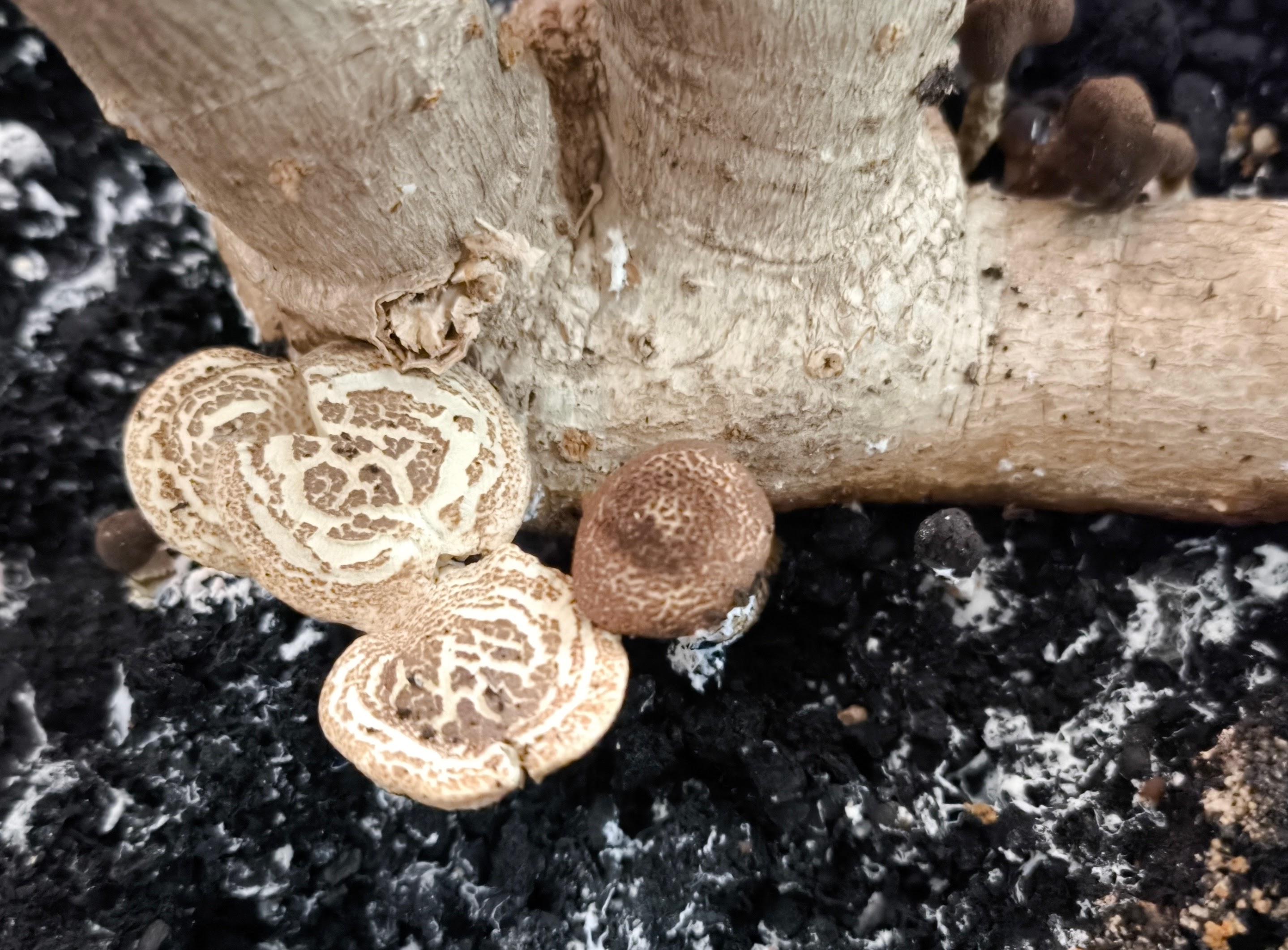 Nahaufnahme von drei kleinen, bräunlichen Pilze am Stamm einer Schefflera.