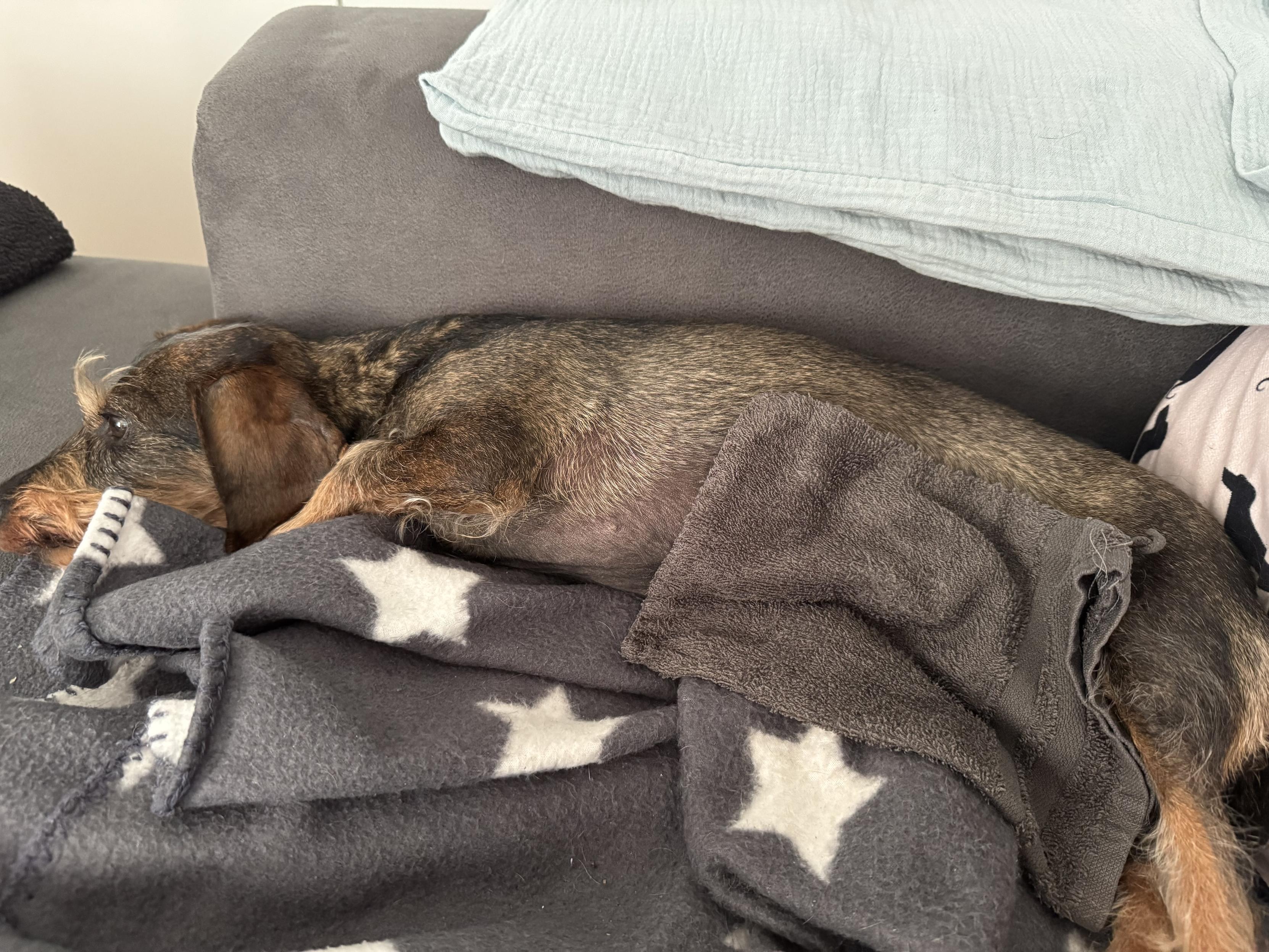 A small dog lies on a couch covered with a gray blanket featuring white stars. The dog appears relaxed and is partially covered by the blanket. A couple of cushions are visible in the background.