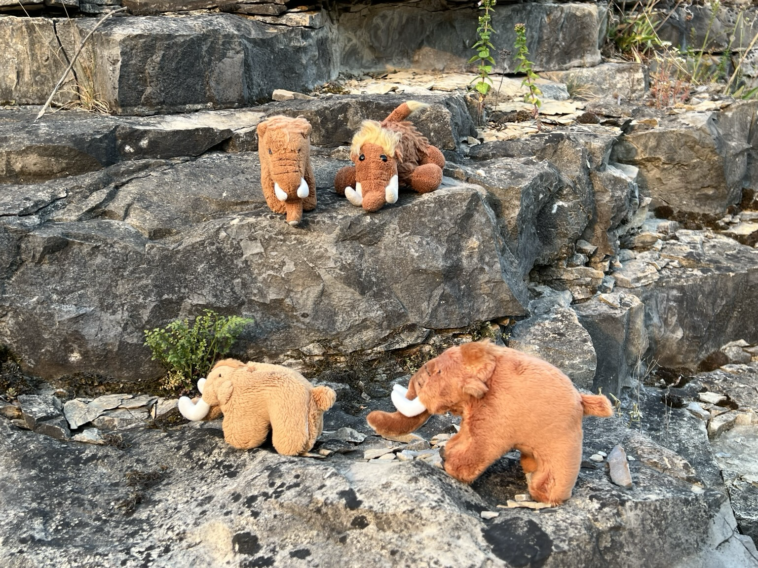 Die vier plüschigen Mammuts auf Felsen