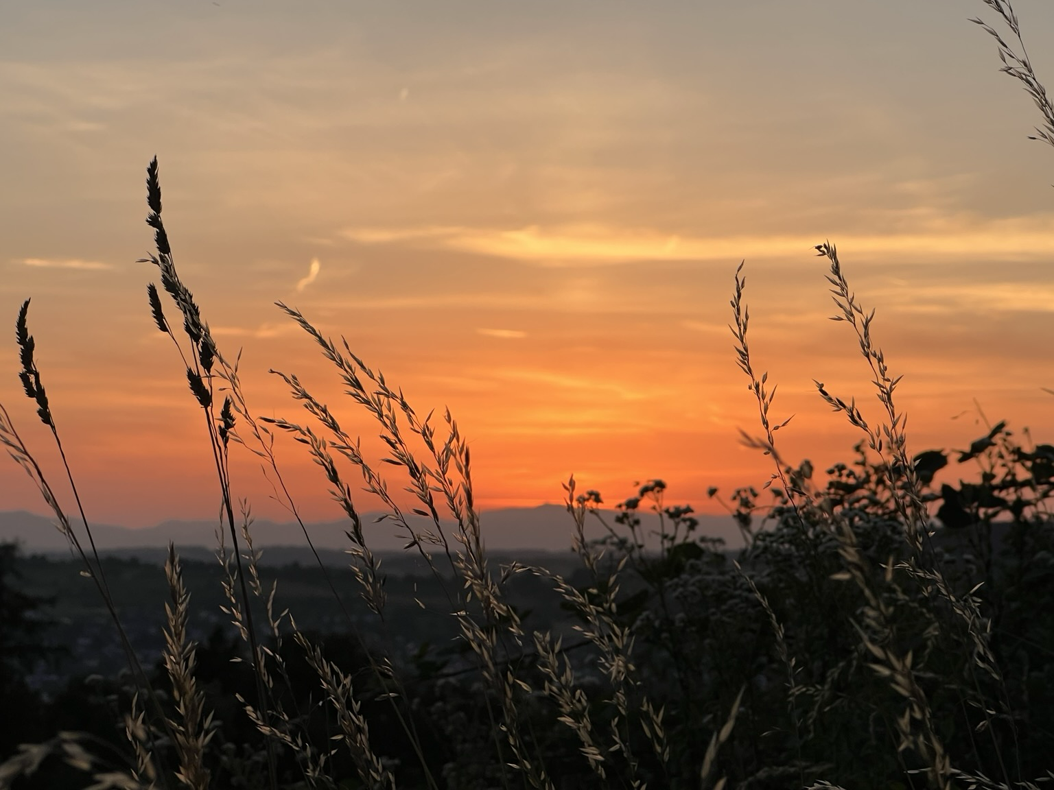 Roter Abendhimmel, Gräser im Vordergrund
