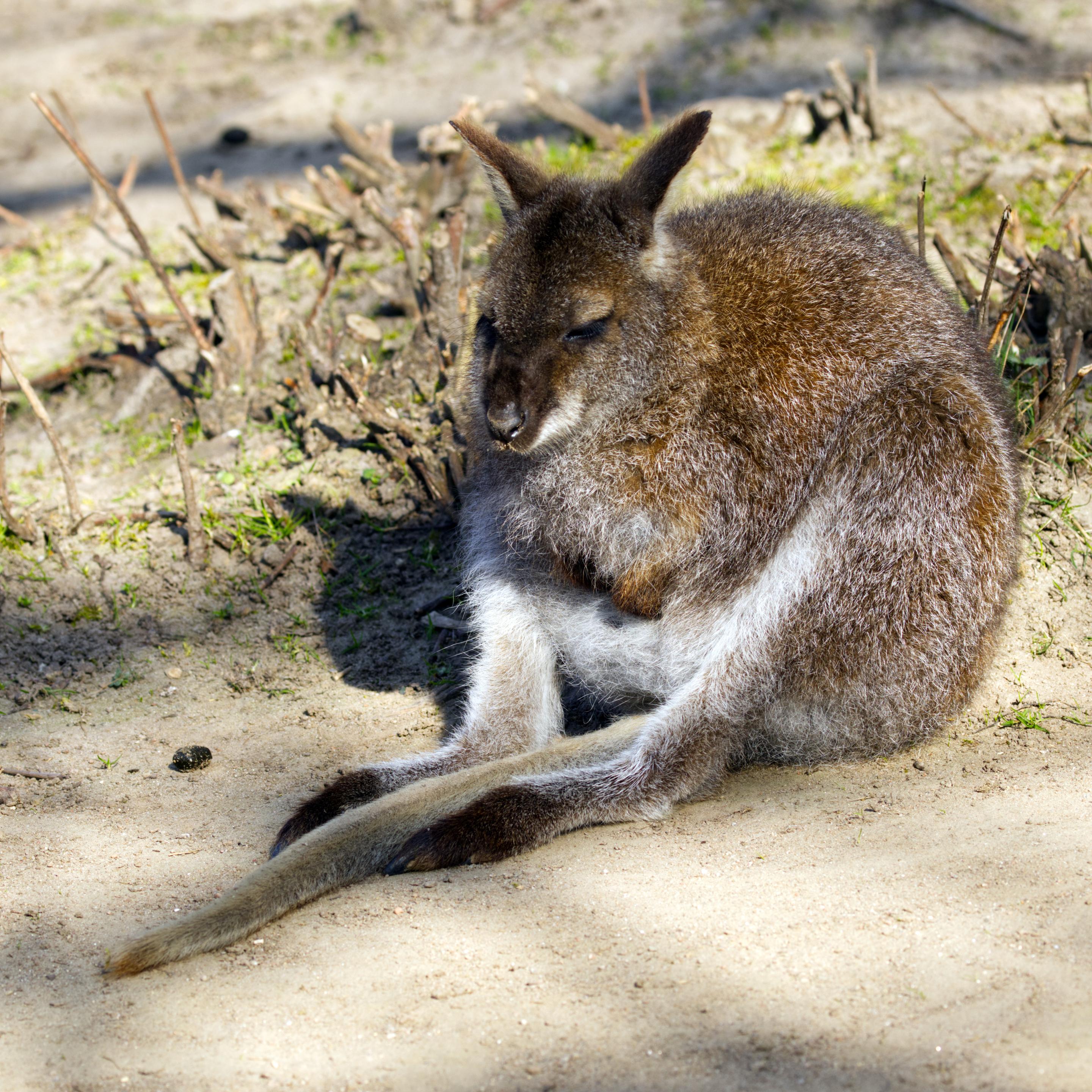 Ein Wallaby (Notamacropus) sitzt dösend auf seinem Hinterteil. Der Schwanz liegt ausgestreckt zwischen seinen Hinterläufen.
Wallabys erreichen durchschnittlich eine Kopf-Rumpf-Länge von 70 bis 80 Zentimetern, eine Schwanzlänge von 60 bis 70 Zentimetern und ein Gewicht von rund 12 bis 20 Kilogramm, wobei die Männchen deutlich schwerer werden als die Weibchen. Zwei Arten, das Derby- und das Parmawallaby, sind jedoch deutlich kleiner und leichter. Das Fell ist meist braun oder grau gefärbt, bei einigen Arten sind Streifen am Rücken oder im Gesicht oder andere Musterungen vorhanden. Wie bei den meisten Känguruhs sind die Hinterbeine deutlich länger und kräftiger als die Vorderbeine. Der lange, muskulöse Schwanz dient bei den weiten Sprüngen dazu, das Gleichgewicht zu halten, beim Grasen wird er als Stütze eingesetzt.