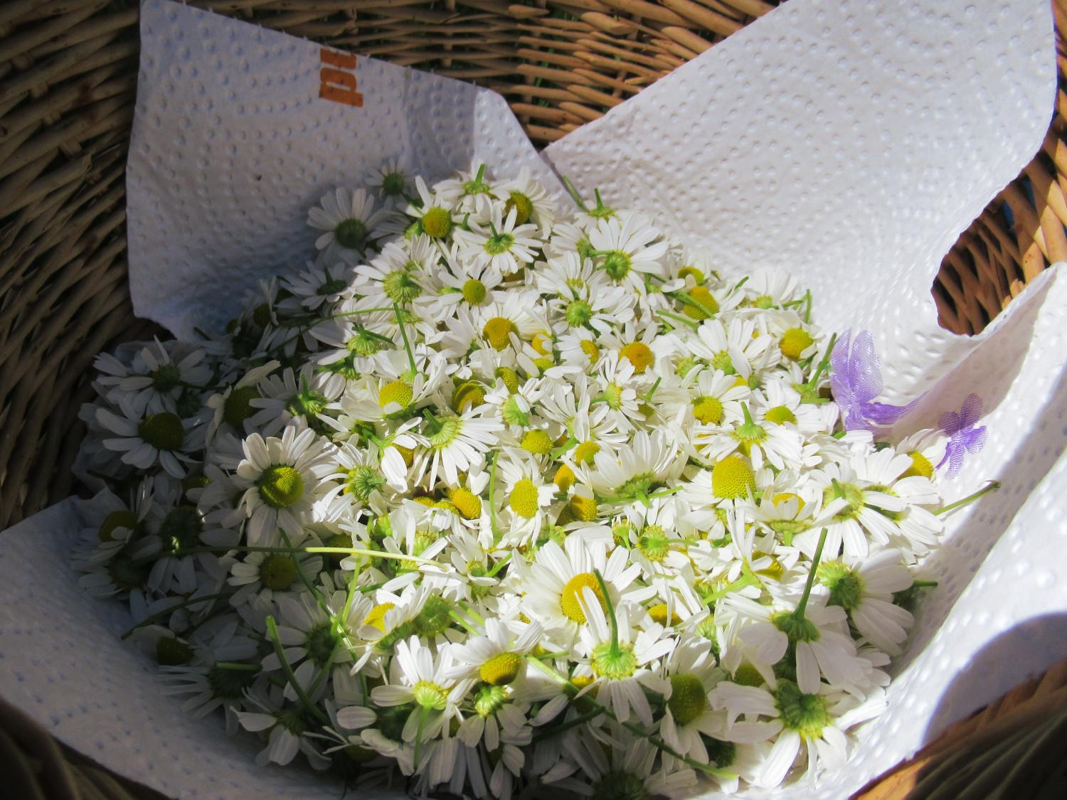 Kamillenblüten in einem Korb