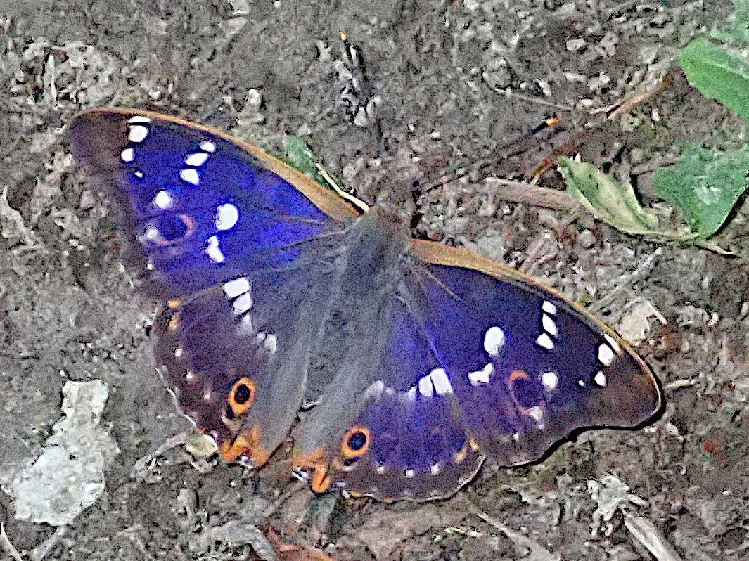 ein schmetterling sitzt mit vollständig aufgeklappten flügeln auf erdigem boden. die eigentlich dunkel graubraune farbe der flügel ist fast auf ganzer fläche überstrahlt von einem tiefen blauvioletten schillern, ein farbeindruck wie ihn nur auf interferenz breuhende strukturfarben hinbekommen. die zwei orangen ringe, die nah am körper an der hinterkante liegen, beruhen hingegen auf pigmenten. desweiteren sind in der fläche verteilt noch gruppen weißer flecken, teilweise in bändern angeordnet