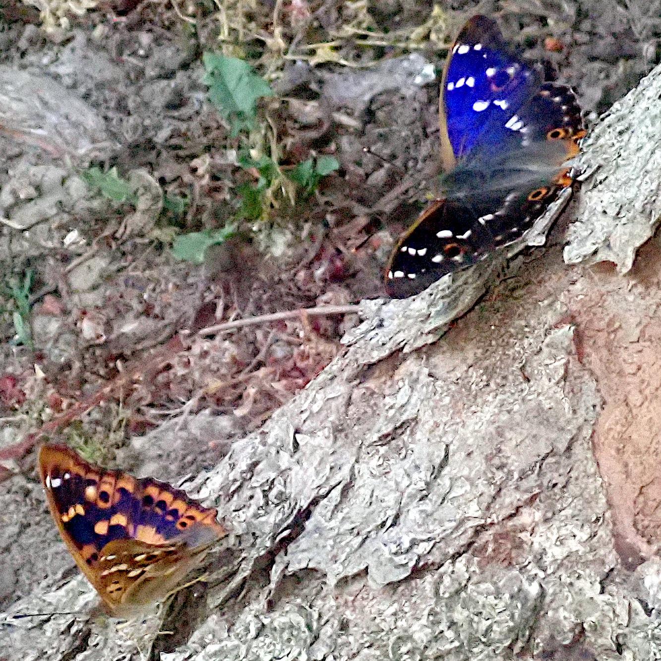 zwei schillerfalter am fuß eines baums, beide mit dem kopf nach unten links. der obere, den ich für das männchen halte, da er weit weniger orange auf den flügeln zeigt, steht so zum licht, dass das blauviolette schillern auf dem oberen flügel aufleuchtet, während der andere schwarz erscheint. plus die weißen flecken natürlich. beim anderen ist deutlich mehr orange im flügel, ein ganzes band am flügelrand und teile der flecken, die beim männchen weiß sind sind hier orange. blaues schillern kommt da im moment nicht vor.
die bildschärfe ist ... eingeschränkt.