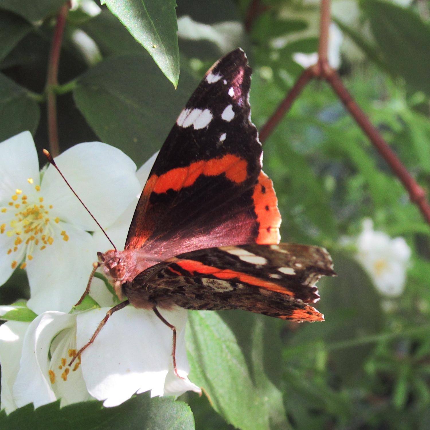 Ein Admiral mit leicht geöffneten Flügeln auf einer Blüte vom Bauernjasmin