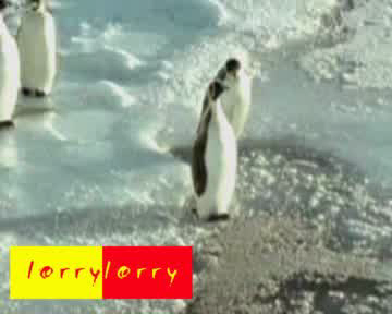 Filmchen: Ein Pinguin watschelt an einem anderen vorbei auf ein Eisloch zu. Der stehende Pinguin stellt dem watschelnden ein Bein, so daß dieser kopfüber in das Eisloch fällt.