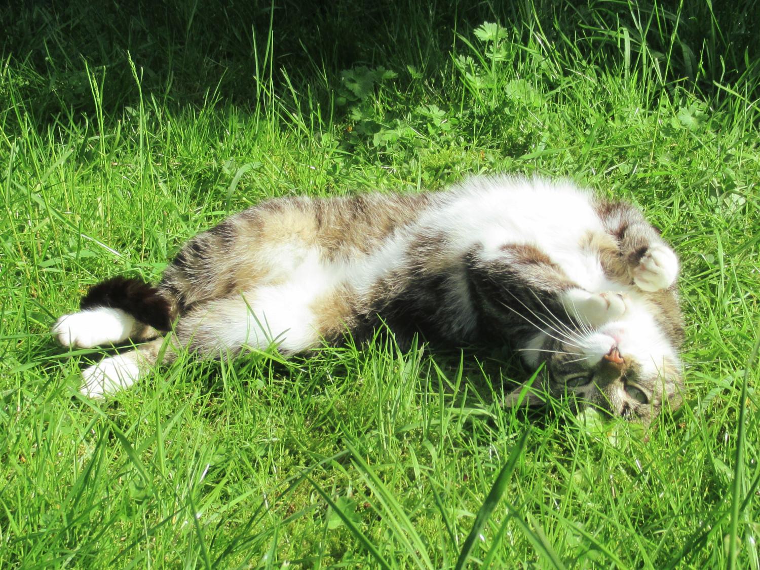 Eine getigerte Katze mit weißen Pfötchen und weißem Bauch räkelt sich im Gras. Gerade liegt sie auf der Seite und wir schauen ihr aufs Bäuchlein.