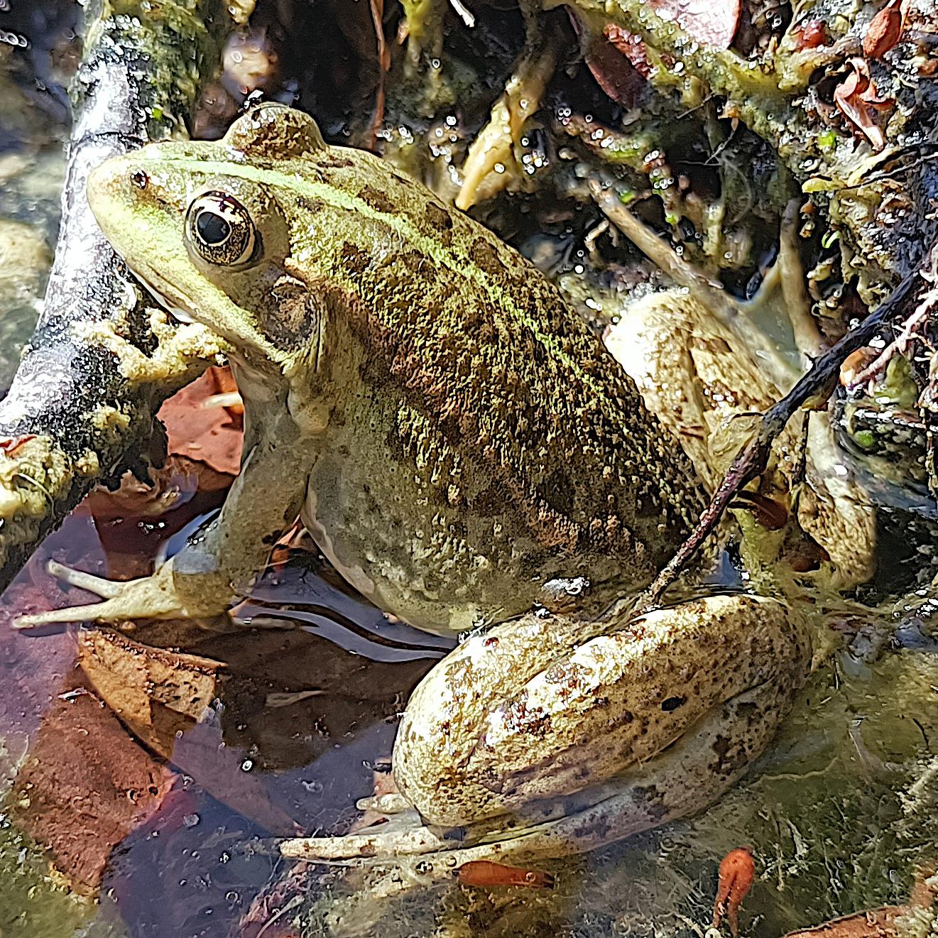 ein hell olivgrüner frosch mit dunkel olivgrünen flecken und einer hellgrünen mittellinie auf dem rücken sitzt in flachem wasser in dem rotbraune blätter liegen und guckt nach links in die sonne