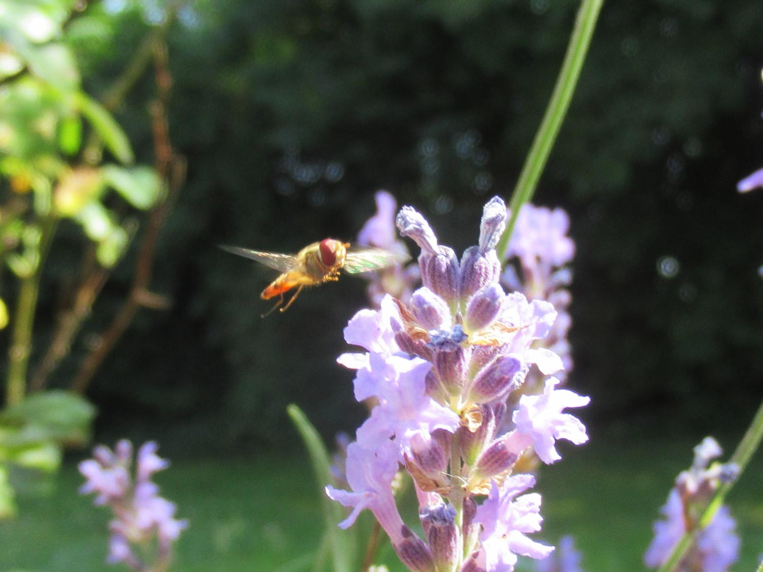 Eine Schwebfliege schräg von vorne, die neben blühendem Lavendel schwebt.