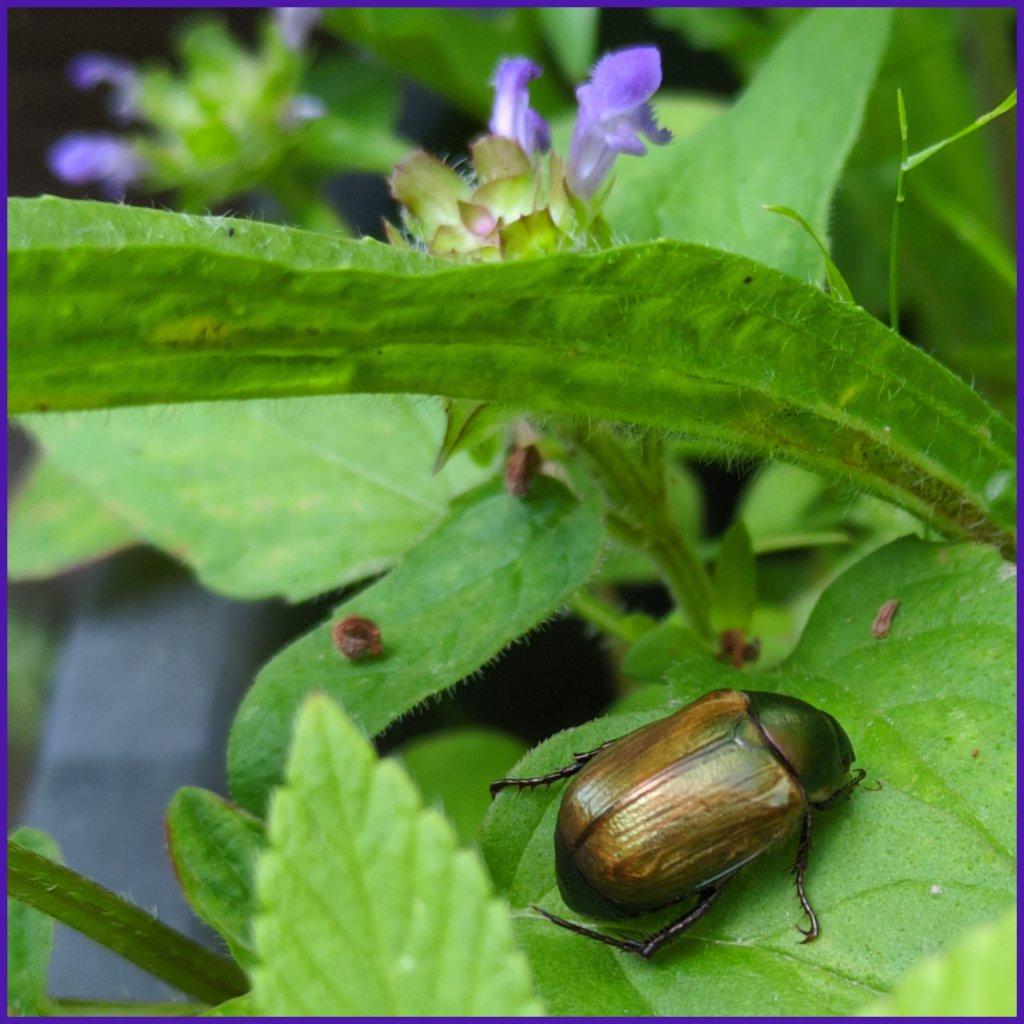Ein kupferfarbener Käfer, mit Namen Kleiner Julikäfer, sitzt auf einem Blatt einer Kleinen Braunelle. Auch Blüten der Kleinen Braunelle und Blätter von Spitzwegerich und Hohlzahn sind zu sehen.