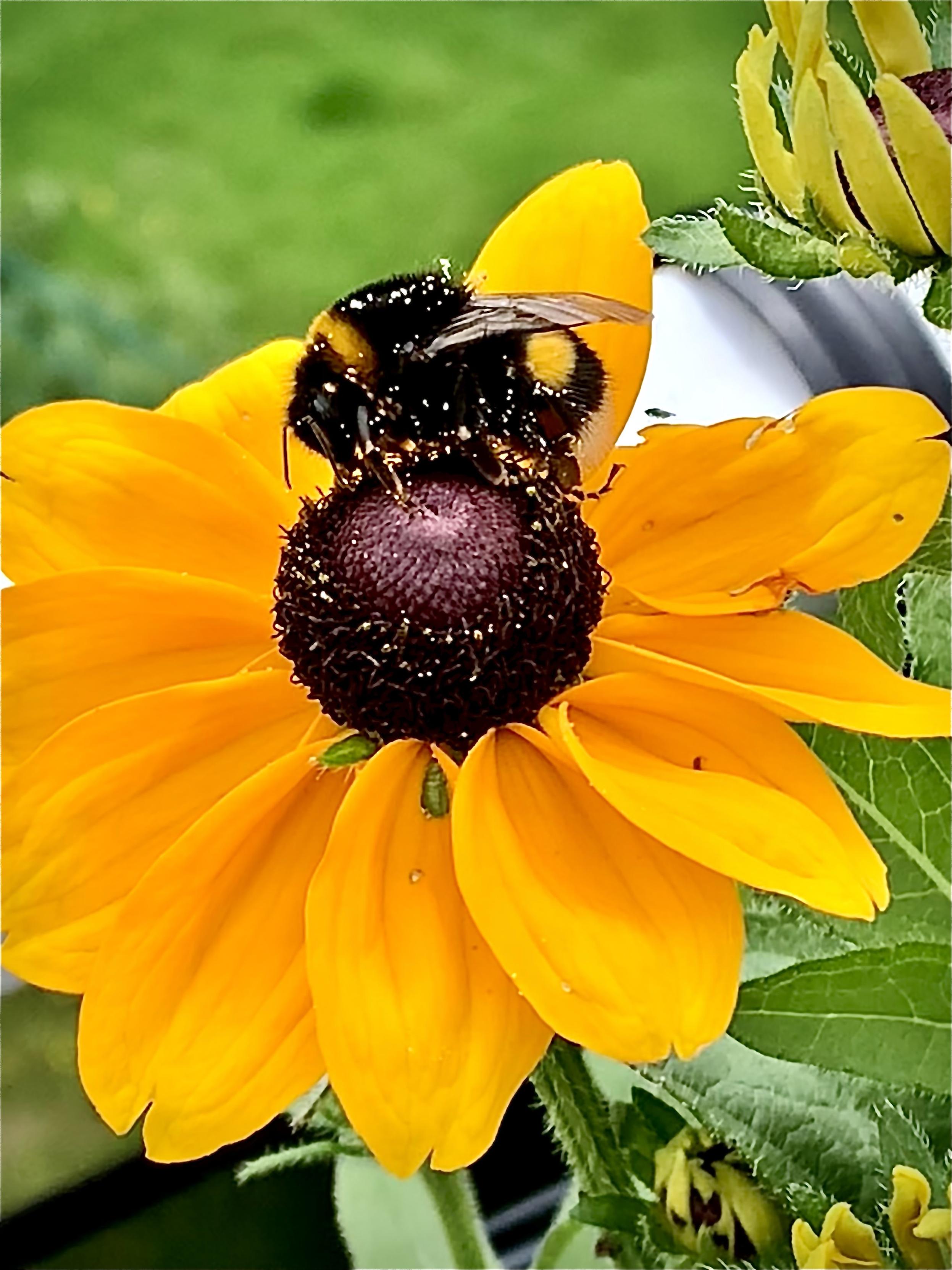 A close-up view of a bumblebee on a brown center sunflower with vibrant yellow petals, surrounded by green leaves and blurred background.