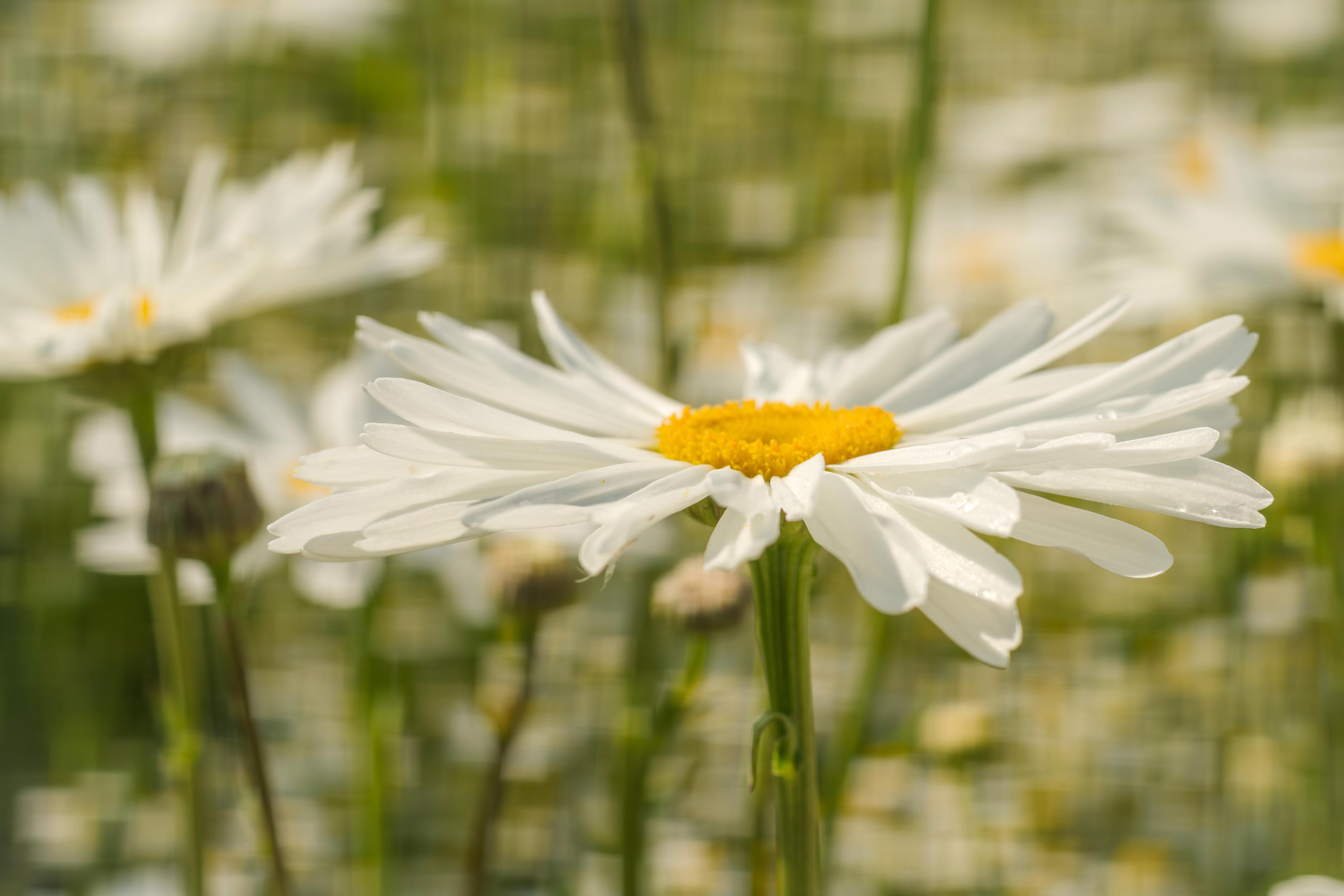 Das Foto zeigt eine Nahaufnahme einer einzelnen weißen Margeritenblume, die sich im Vordergrund befindet und den größten Teil des Bildes einnimmt. Die Blüte ist scharf gestellt und zeigt ihre weißen Blütenblätter, die sich von einem leuchtend gelben Zentrum abheben. Kleine Wassertropfen sind auf einigen der Blütenblätter zu sehen, was auf eine frühmorgendliche Aufnahme oder kürzlichen Regen hindeutet. Der Stiel der Blume ist dick und grün und leicht gebogen. Im Hintergrund sind weitere Margeritenblumen zu sehen, die jedoch unscharf sind und eine weiche, grüne und gelbe Kulisse bilden.