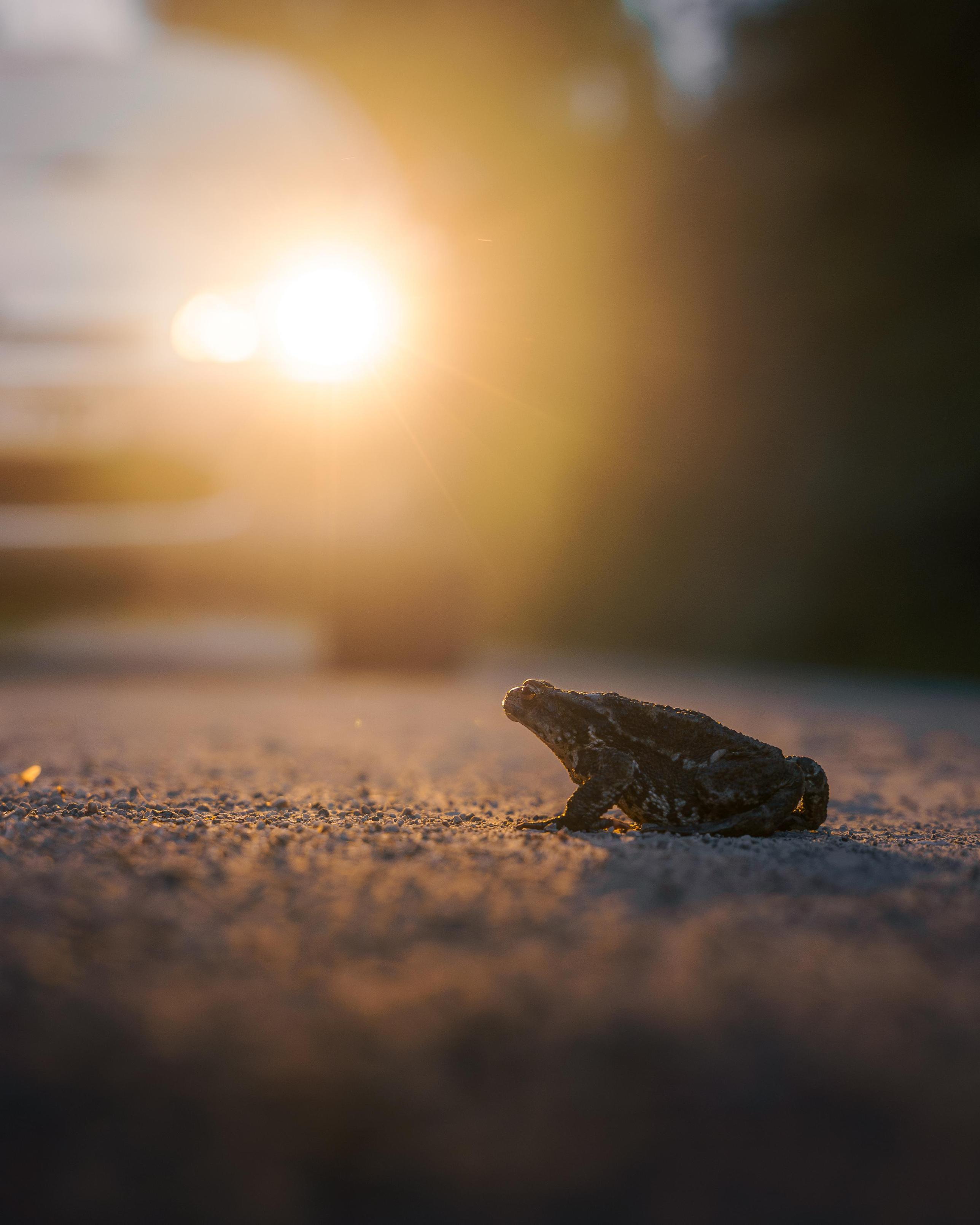Ein kleiner Frosch oder eine Kröte sitzt tief am Boden auf einer staubigen Straße. Das Bild ist aus sehr niedriger Perspektive aufgenommen, fast auf Augenhöhe mit dem Tier. Im Hintergrund leuchten unscharf zwei helle Scheinwerfer oder Sonnenreflexe, wodurch eine warme, goldene Abendstimmung entsteht.

Der Fokus liegt auf dem Tier im rechten unteren Bildbereich. Der Hintergrund ist stark verschwommen, was dem Foto eine ruhige, fast filmische Wirkung gibt. Durch das Gegenlicht wirkt die Szene dramatisch und leicht verletzlich — als würde die kleine Kröte einen großen Weg vor sich haben.