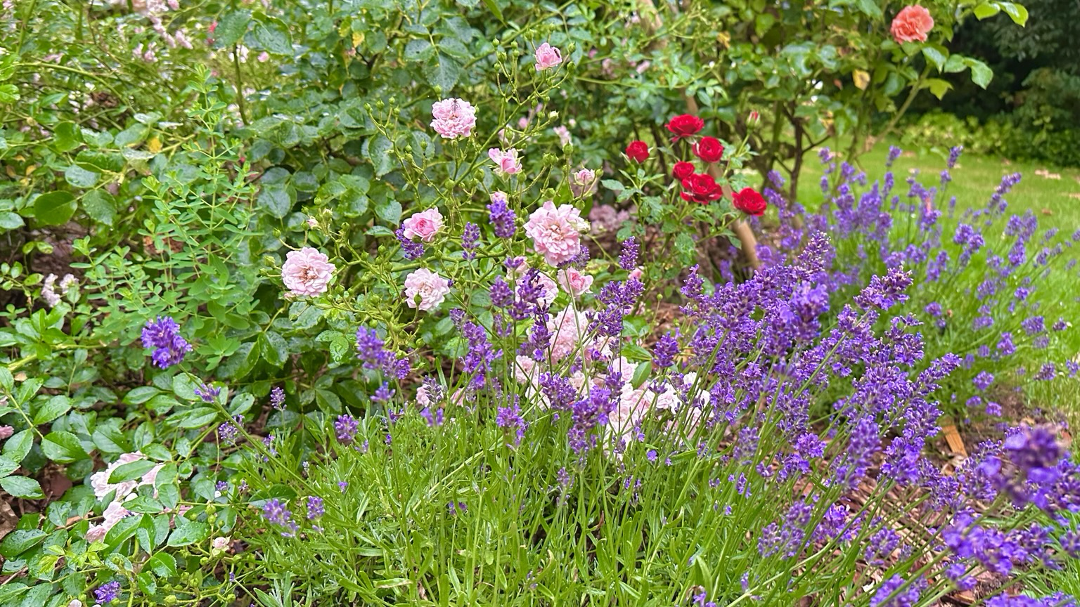 viele verschiedene Blüten in lila, rosa und rot, die nass geregnet sind