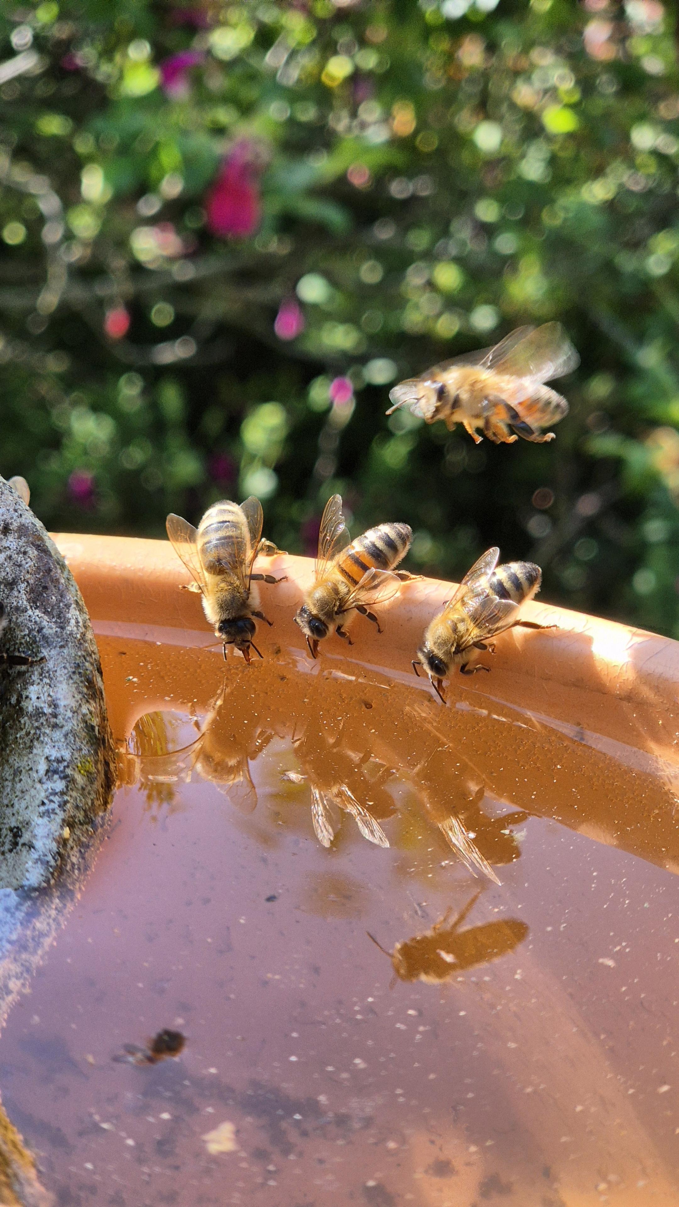 Ein rechteckiges Hochkantfoto in Farbe, das drei Bienen zeigt, die nebeneinander auf dem Rand einer Schale voller Wasser sitzen und sich nach vorne beugend davon trinken. Über ihnen fliegt von der rechten Bildseite eine weitere Biene ins Bild. Die grünen Büsche im Hintergrund sind unscharf.