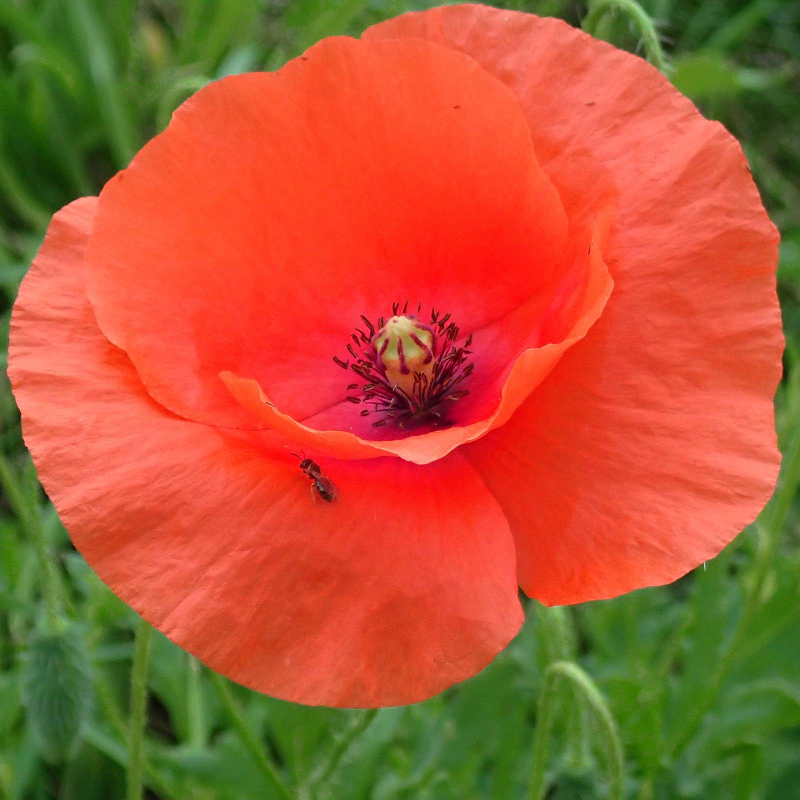 formatfüllende aufnahme einer klatschmohnblüte mit knallroten blütenblättern und von schwarzen staubfäden umgebenem fruchtknoten in der mitte. die beiden äußeren blütenblätter sind flach ausgebreitet, die beiden inneren stehen leicht hoch. dabei ist das vordere der inneren blütenblätter genau auf uns zu gerichtet. unter diesem, im spalt zwischen äußerem und innerem blütenblatt sitzt eine kleine, nein winzige biene