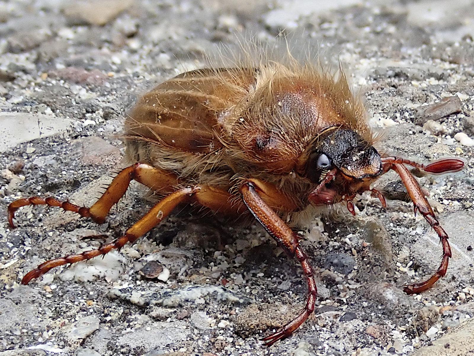 ein bernsteinfarbener und brauner käfer krabbelt auf hellem asphalt nach rechts und leicht auf uns zu. das makrofoto ist von bodenhöhe aufgenommen, nur wenig über augenhöhe des tierchens. auf und vor allem am hinterrand des halsschildes wachsen lange struppige blonde haare, die wild zerzaust sind und dem käfer eine verwegene erscheinung verpassen. auch unter den hell längsgerippten walnussbraunen flügeldecken quellen seitlich haare hervor, etwas weißer als die oben. der kurze kopf, vielmehr die vorne abgerundete stirnplatte ist viel dunkler, fast schwarz. das große schwarze facettenauge sitzt seitlich am keilförmigen kopf. fühler und beine sind bernsteinfarben, die fußglieder der vorderbeine sind merkwürdig gebogen, beide in die gleiche richtung, das sieht nicht wie die natürliche haltung aus