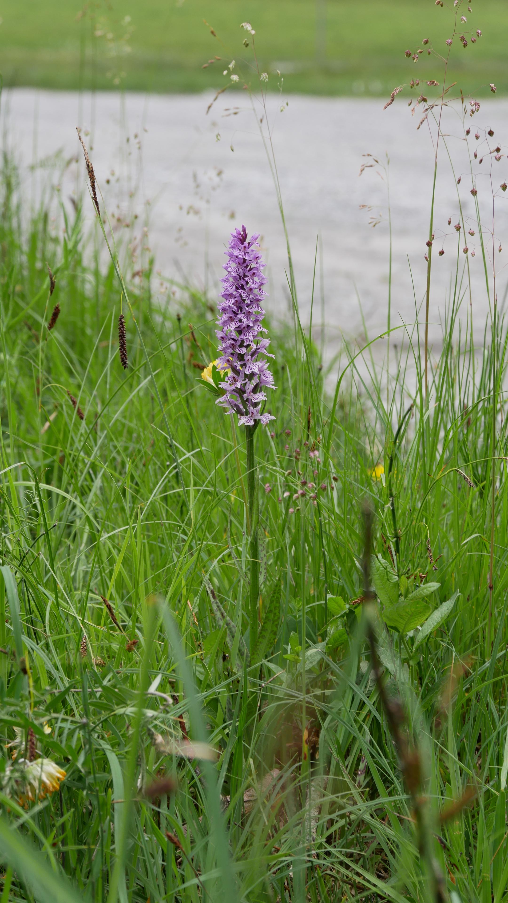 Eine Orchidee Knabenkraut.