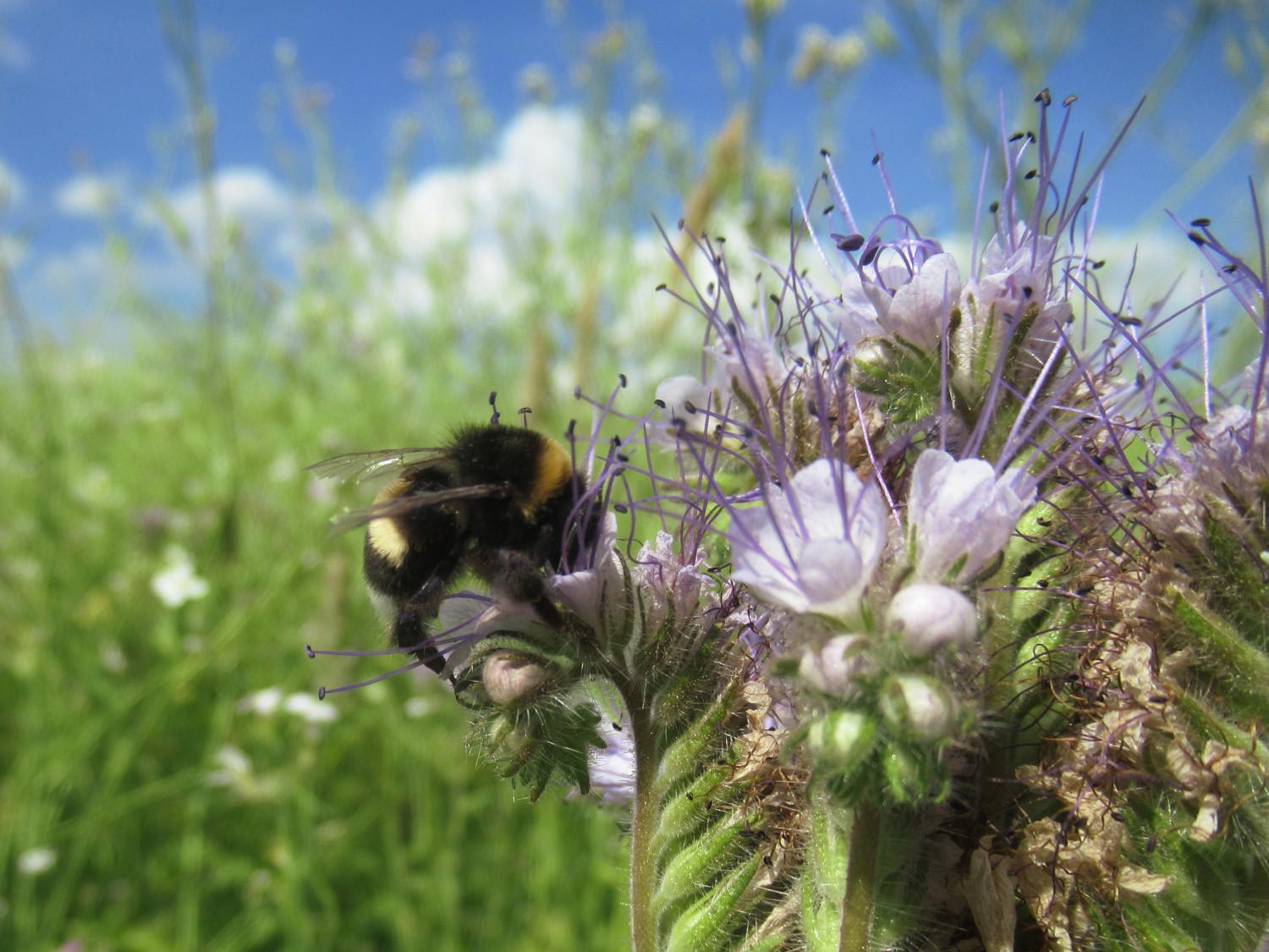 Eine Erdhummel nachst an Büschelschön. Im Hintergrund Wiese und blauer Himmel mit ein paar weißen Wölkchen.