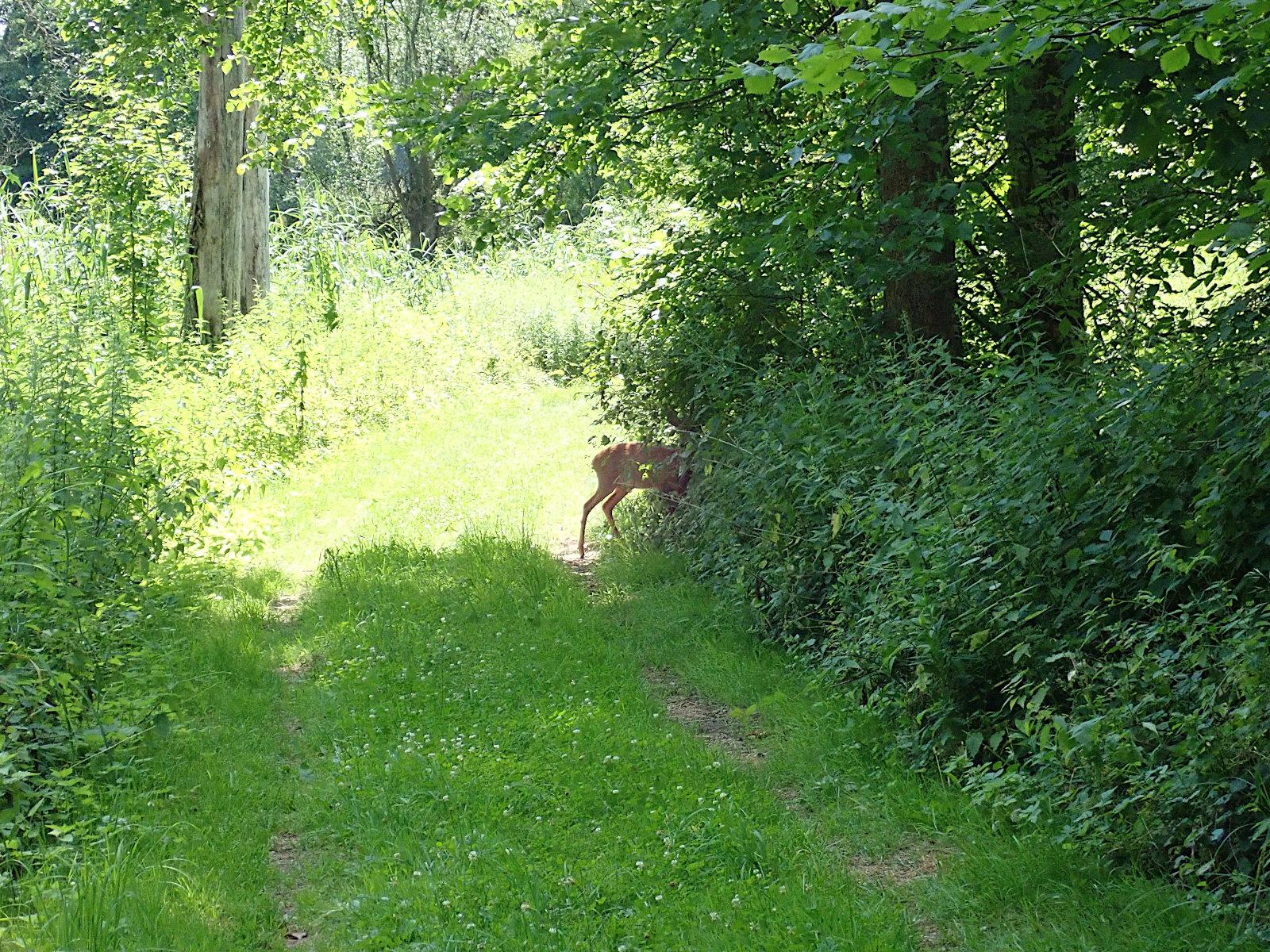 blick einen grasbewachsenen weg entlang, der zwischen einem bach links (wegen uferbewuchs nicht zu sehen) und auwald rechts verläuft. der vordergrund liegt im schatten der bäume rechts, ab der mitte hören die bäume auf und es fällt sonnenlicht auf den weg und den uferbewuchs links. genau an der grenze zwischen schatten und sonne steht ein reh, kopf in den büschen rechts, das hinterteil ragt in den weg hinein. schon der teilweise anblick der silhouette reicht um es klar als reh erkennen zu können. es ließ mich recht nah heran bis es mich bemerkte und davonstob
