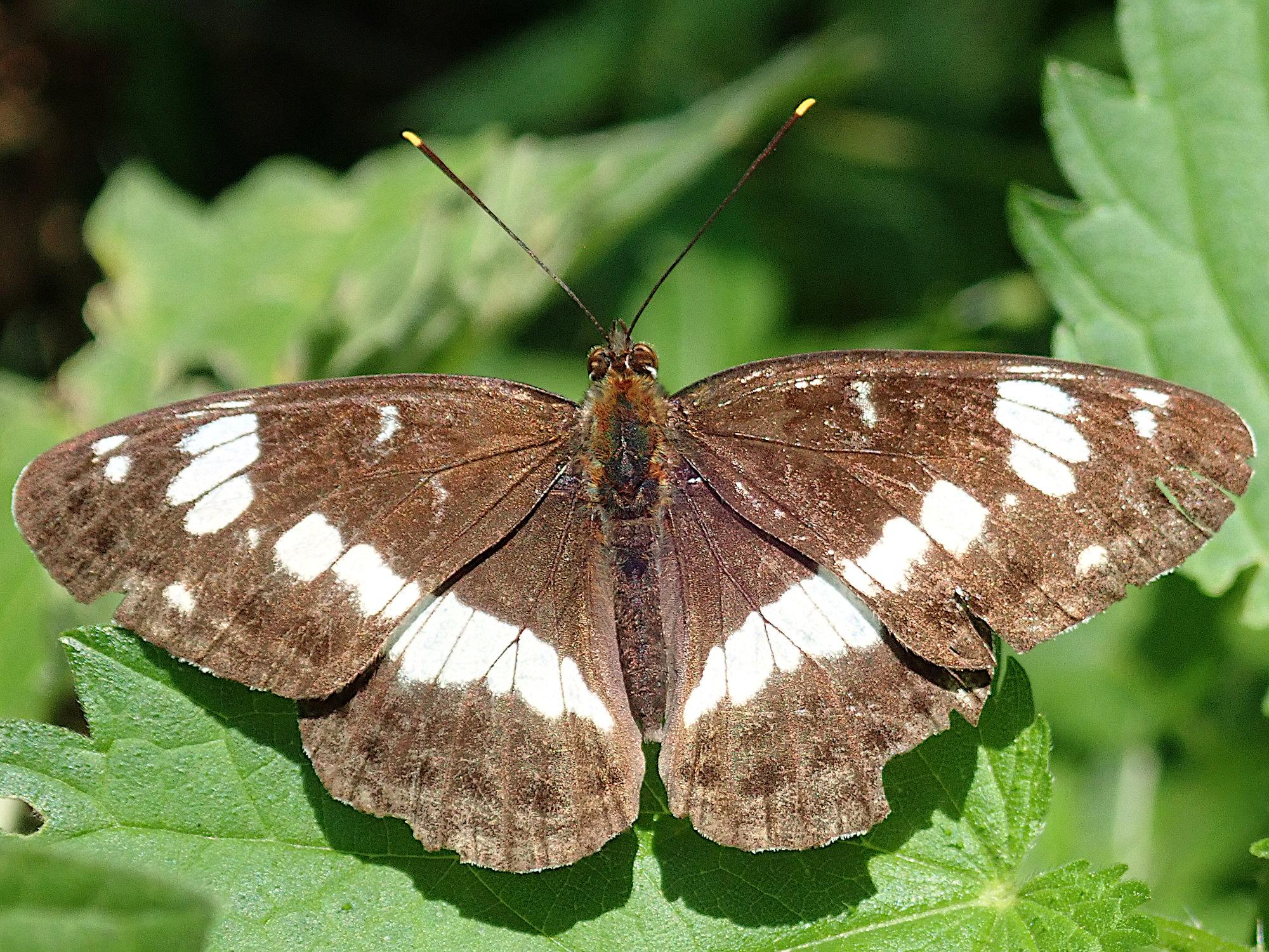 auf dem rand eines brennnesselblattes sitzt ein schmetterling mit vollständig aufgeklappten flügeln, perfekt vom sonnenlicht beleuchtet. so sieht man, dass die flügel, die sonst meist schwarz mit weißem band erscheinen, eigentlich dunkelbraun sind, und auch in dem braun ist noch struktur, dunklere punkte nahe des hinterrands, etwas rötlichere farbe vorne in der mitte zum beispiel. das weiße band ist aus verschieden großen flecken zusammengesetzt und geht über die gesamte flügelbreite, nur in der mitte der vorderflügel ist es einmal kurz unterbrochen, da ist der weiße fleck quasi zu klein geraten, nur ein winziger punkt. vorne die spitzen der im 45°-winkel vor gestreckten fühler sind auch weiß. der körper auch braun, etwas dunkler als die flügel.. dass die flügel schon ein paar schrammen  und kleine fehlstellen an den hinterkanten haben sei auch noch erwähnt, der falter hat schon was erlebt.