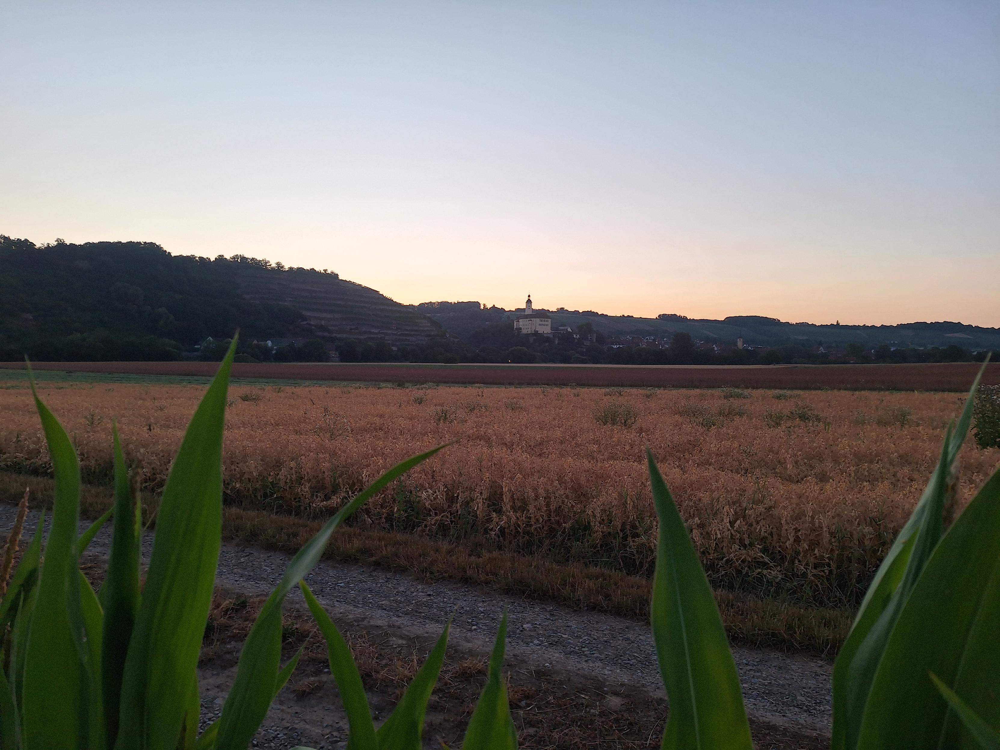 Durch ein Maisfeld und ein Getreidefeld in der Morgendämmerung geschaut. Im Hintergrund ein kleines Schloss auf einem Hügel.