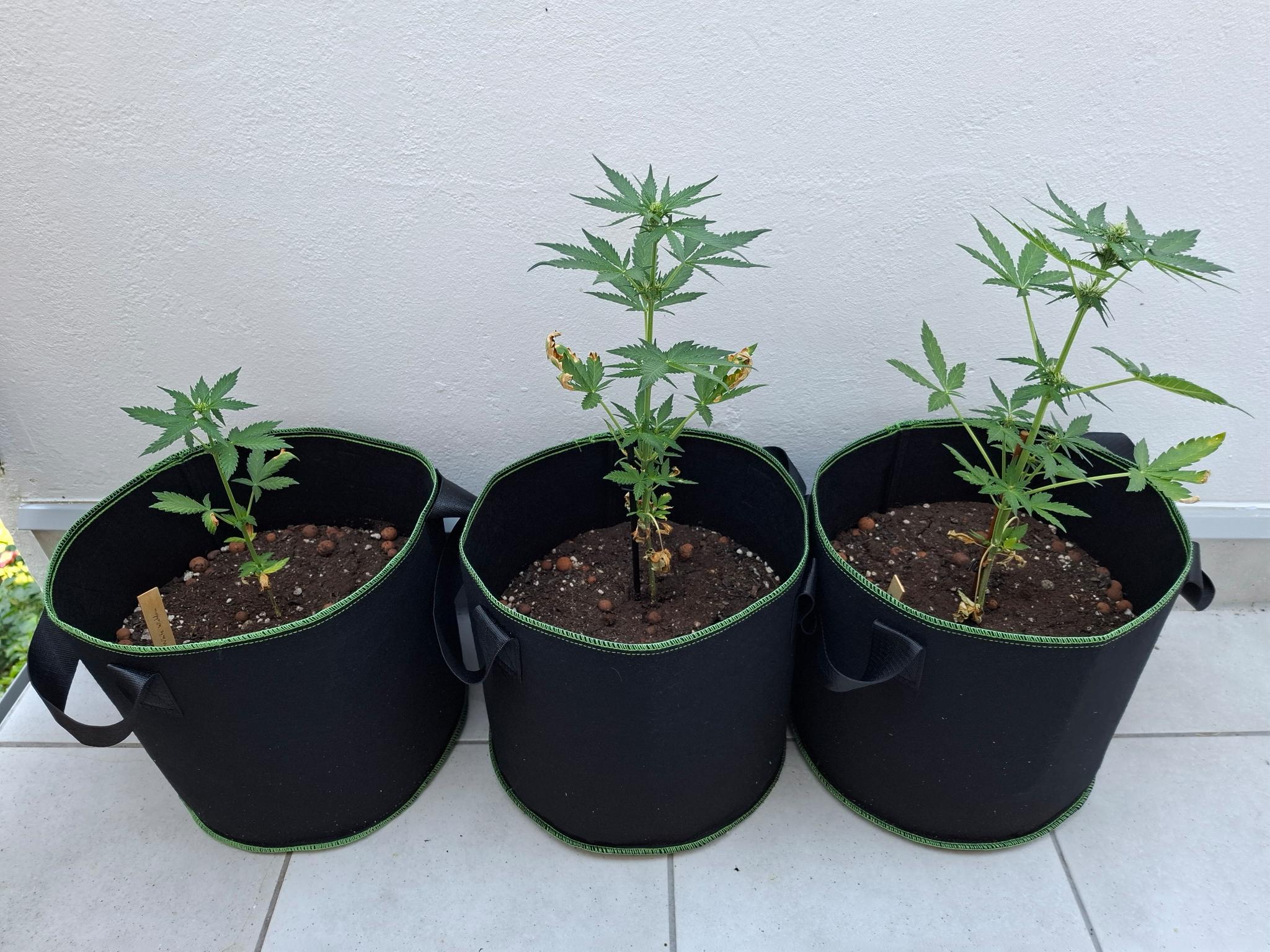 3 kleine Cannabispflanzen in Stofftöpfen