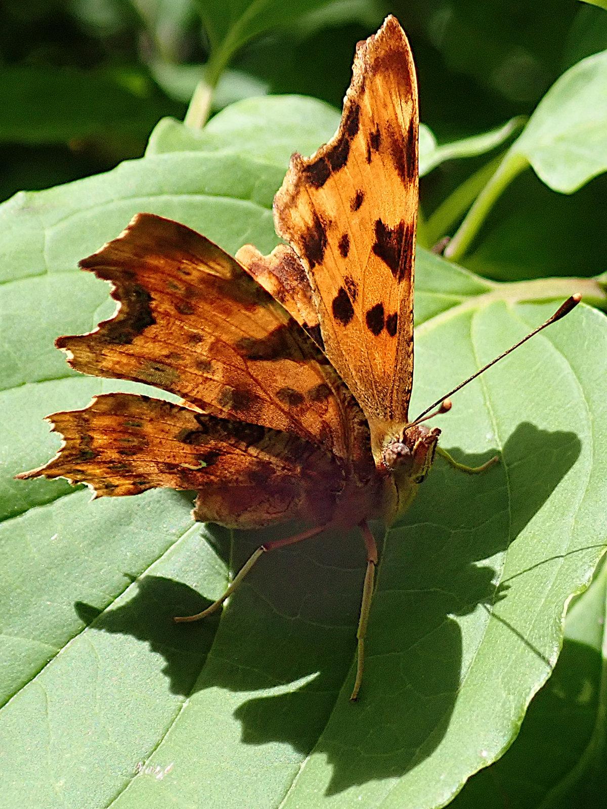 blick von schräg rechts vorne und oben auf einen schmetterling mit halb hochgeklappten flügeln der auf einem blatt im sonnenlicht steht, mit seinen 4 füßen genau im selbst geworfenen schatten. die sonne leuchtet durch den rechten flügel hindurch und dadurch glüht der besonders intensiv, ein bisschen wie ein stück bernstein mit vielen einschlüssen, in einem leuchtenden orange mit dunklen und hellen flecken. er steht dem linken flügel, der mit seiner voll angeschienenen oberseite das licht zurückwirft in nichts an strahlkraft nach. die hinterränder der flügel sind tief eingebuchtet, charakteristisch für c-falter.