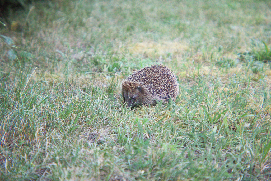 A photo. A hedgehog in a meadow

Ein Foto. Ein Igel auf einer Wiese