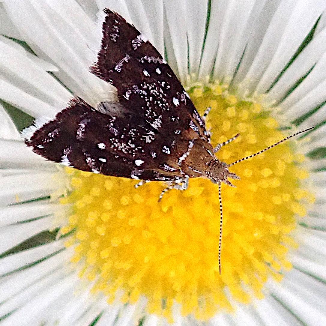 auf der knallgelben mitte einer korbblüte die aussieht wie ein gänseblümchen krabbelt ein falter herum, der die silhouette einer pfeilspitze hat, bei der hinten in der mitte ein stück ausgestanzt wurde. die farbe geht von haselnussbaun am kopf hinter dem thorax in ein so dunkles braun über, dass man es auch schwarz nennen könnte. darüber sind kleine weiße punkte und bänder aus noch viel kleineren weißen punkten gesprenkelt. das hat etwas von einem sternenhimmel und milchstraße. der hinterrand der flügel ist auch weiß und fransig. die langen fadendünnen gerade gestreckten fühler sind sehr fein schwarzweiß geringelt, die beine auch.
