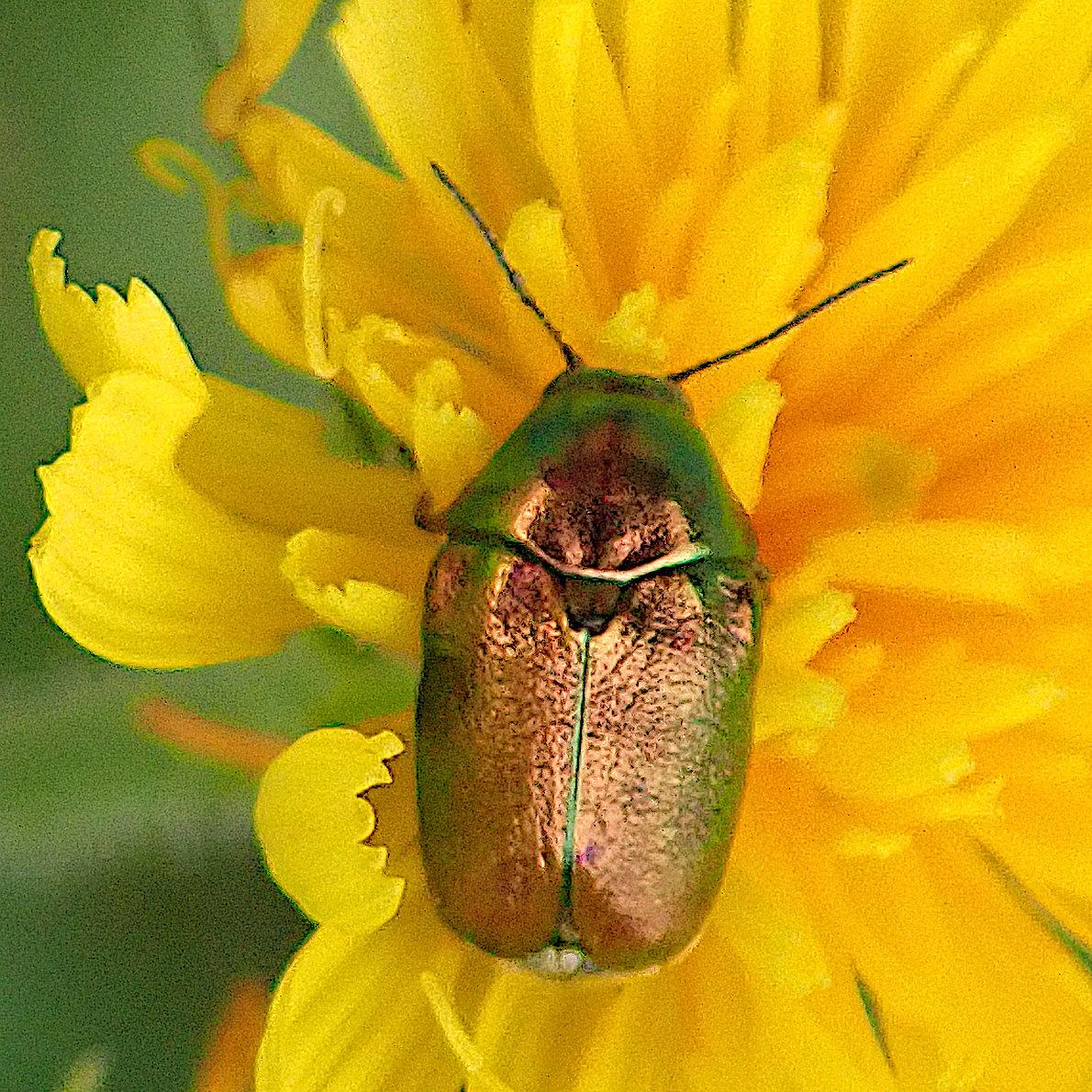 nahaufnahme senkrecht herunter auf einen käfer in einer löwenzahnblüte, rückenansicht. der käfer hat eine gedrungen ovale form, nicht unähnlich der eines marienkäfers, aber etwas länglicher, nicht ganz doppelt so lang wie breit. auch hier ist der halsschild sehr rund kuppelig aufgewölbt. alle sichtbaren teile des tierchens glänzen stark metallisch irisierend, changieren zwischen orangem kupferrot über leuchtend gelb zu sattem grün. da die farben blickwinkelabhängig sind, tritt das grün vor allem außen herum auf, wo sich die oberfläche von uns weg wölbt, klar und glatt am vorder- und seitenrand des halsschildes und am kurzen kopf sowie krümelig durchmischt an den seiten der lederartig runzelig genarbten deckflügel. auch an der sehr feinen mittellinie, wo sich die deckflügel treffen sind alle drei farben in enger nachbarschaft. die löwenzahnblüte unter dem insekt ist maximal gelb, wobei das an den stellen, wo es tiefer zwischen die einzelblüten hinein geht, dunkler wird, in ein orange übergeht. links im bild ist neben der blüte noch unscharf der grüne hintergrund zu sehen, ein grün das ziemlich genau das grün des käfers trifft.