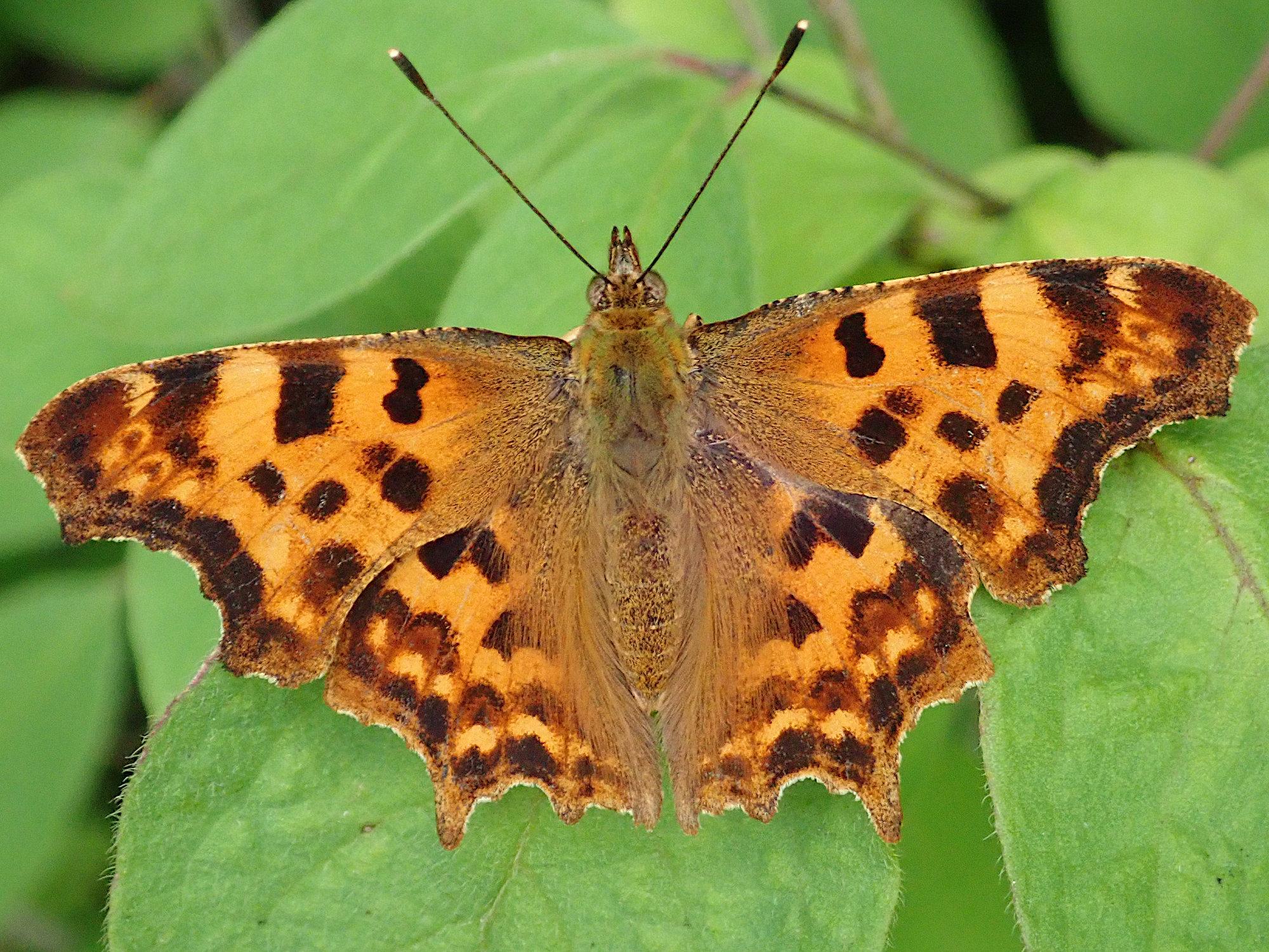 auf grünen blättern sitzt ein schmetterling mit ausgebreiteten flügeln. die flügel sind leuchtend orange mit dunklen und hellen punktflecken und dunkleren hinterrändern. die ränder sind tief eingebuchtet, charakteristisch für c-falter. der körper ist etwas unauffälliger rotbraun und flauschig. die fühler sind im winkel nach vorne gestreckt, am ende keulenartig verdickt, schwarz mit weißer spitze