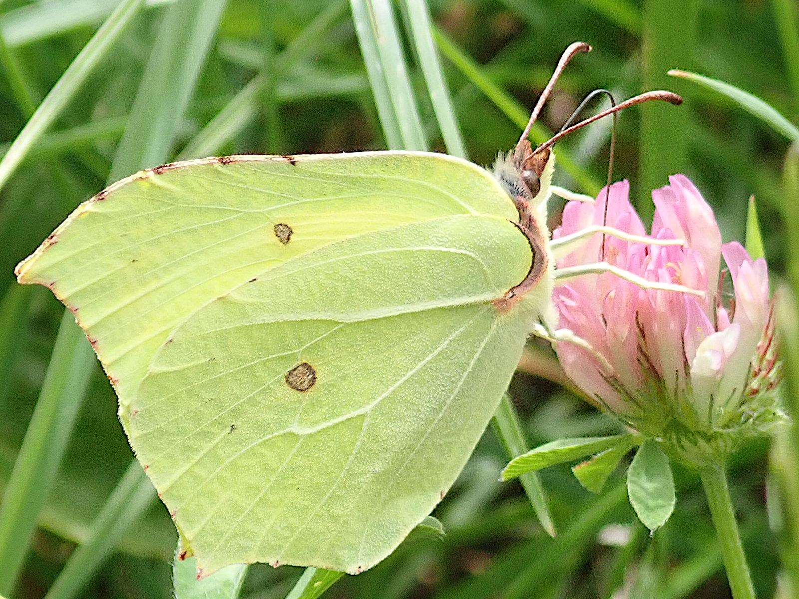 ein männlicher zitronenfalter hängt mit zusammengeklappten flügel seitlich an einer rosaroten kleeblüte und rüsselt darin nach nektar. dass es ein männchen ist sieht man an dem intensiven zitronen-gelbgrün der flügelunterseiten, bei weibchen sind die viel blasser, fast weiß. außer der färbung lässt auch die form und vor allem die ausgeprägte sich verzweigende äderung die flügel aussehen wie ein blatt, sogar die 2 kleinen braunen punkte bzw. gefüllten ringe und die 5 macken an der hier im bild oben liegenden kante sehen aus wie fraßspuren und der rand ganz am ansatz, am körper, ist auch braun, als fange das blatt da an zu vertrocknen