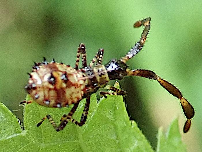 makrofoto eines sehr skurril aussehenden winzigen dornigen schwarz-creme-braunen insekts mit zu groß geratenen fühlern das am rand eines brennesselblatts entlang krabbelt. 
links im bild streckt sich uns der hinterleib entgegen, etwas zu nah, so dass er unscharf ist, aber es reicht um zu sehen, dass er tropfenförmig aber oben abgeplattet ist. wie der klangkörper einer mandoline, allerdings ringsum mit kleinen schwarzen dornen versehen. auch oben mittig auf dem rücken sind 2 etwas größere schwarze dornen, während die fläche oben ansonsten cremefarben und braun gescheckt ist. beim übergang nach vorne verengt sich der körper stark, bis der halsschild die form einer tülle hat, wie bei einem weinschlauch, einer lederflasche. in dieser hellen tülle steckt der schwarz glänzende kopf wie ein stopfen. an ihm sind zwei absurd große und dicke, aus je 4 segmenten aufgebaute fühler, so lang wie das ganze restliche tier, doppelt so dick wie die schwarz-creme geringelten beine. fühler und beine sind borstig bis stachelig behaart
