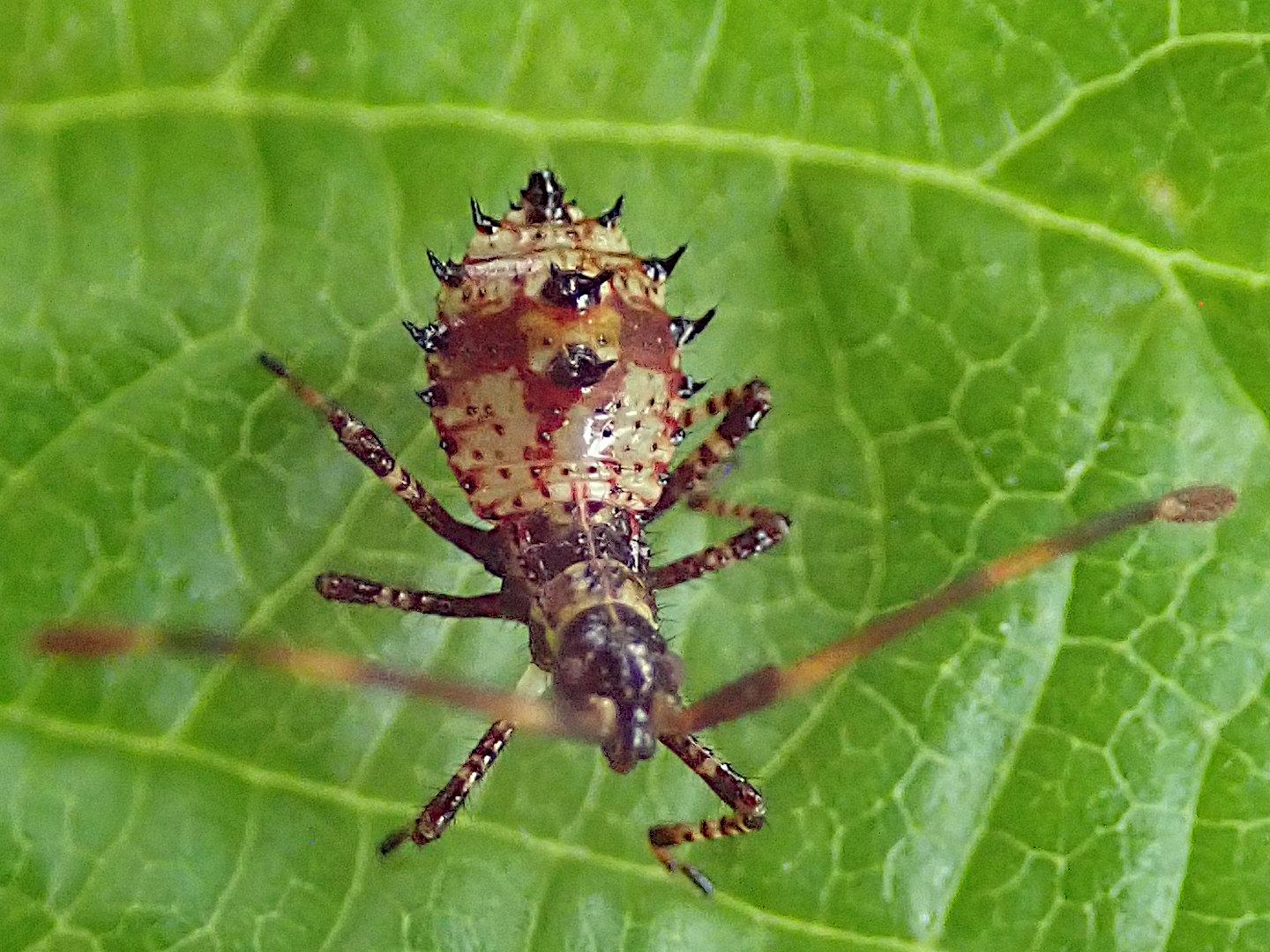 bei dieser zweiten aufnahme der selben wanzennymphe ist der hinterleib scharf und dafür die uns entgegengestreckten fühler nicht, die sind zu nah dran. erstaunlicherweise erscheinen die fühler so unscharf gar nicht mehr so dick wie sie sind. egal, zurück zum hinterleib: das braune fleckenmuster auf dem cremefarbenen untergrund ist unregelmäßig aber symmetrisch. hier kann man erkennen, dass die zentralen schwarzen dornen aus jeweils zweien bestehen und dass die rund um den rand angeordneten nach hinten gekrümmt sind. das ganze tierchen glänzt wie nass.