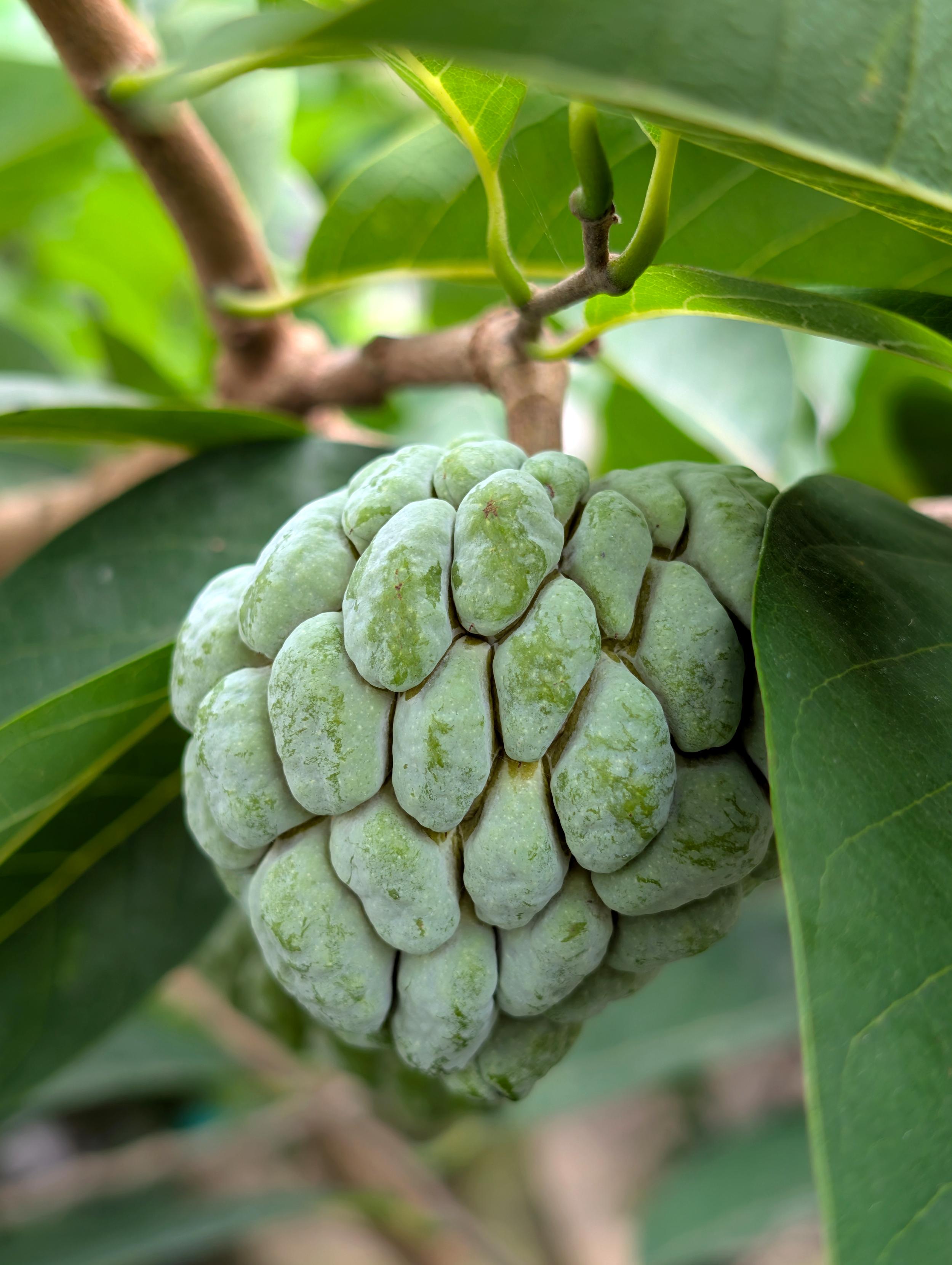 Im Bild zu sehen ist eine faustgroße, grüne, bereifte Frucht, die zwischen großen glatten Blättern hängt und entfernt an einen großen Kiefernzapfen erinnert.
Der Zimtapfel bildet Sammelfrüchte, die bei einer Länge von 5 bis 10 Zentimetern sowie bei einem Durchmesser von 5 bis 7,5 Zentimetern meist mehr oder weniger rundliche bis ei- oder kegelförmige, beim Ansatz des Stiels eingebuchtete Sammelbeeren sind. Die Frucht ist zur Reife grün, gelb-grün oder violett und oft bereift. Die Scheinfrucht ist aus stark gewölbten, eiförmigen schuppenförmigen Teilfrüchten zusammengesetzt, die sich bei Reife leicht voneinander lösen.