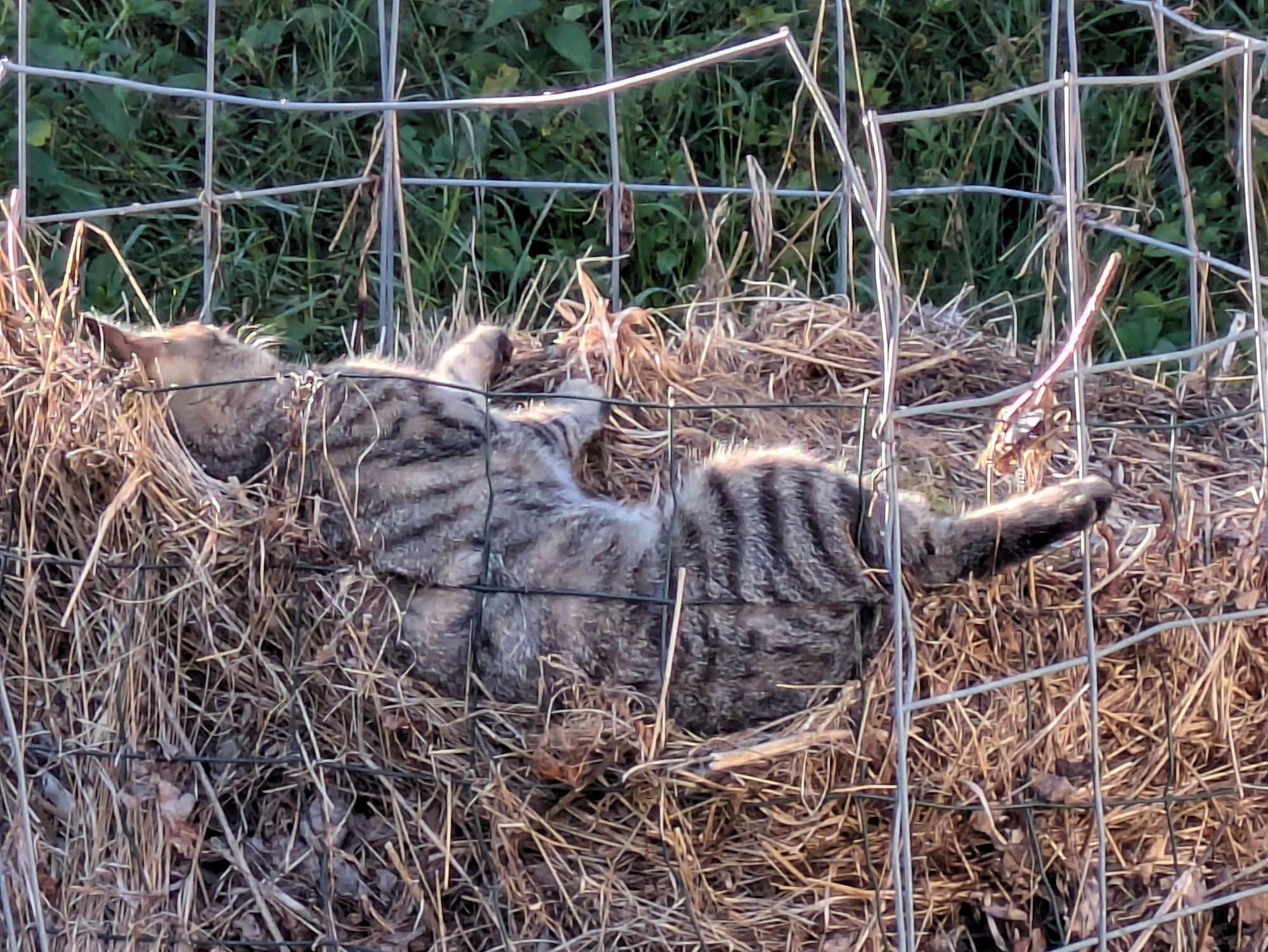 in einem Gitter mit altem Grüngut liegt eine Katze oben auf dem Rücken und sonnt sich