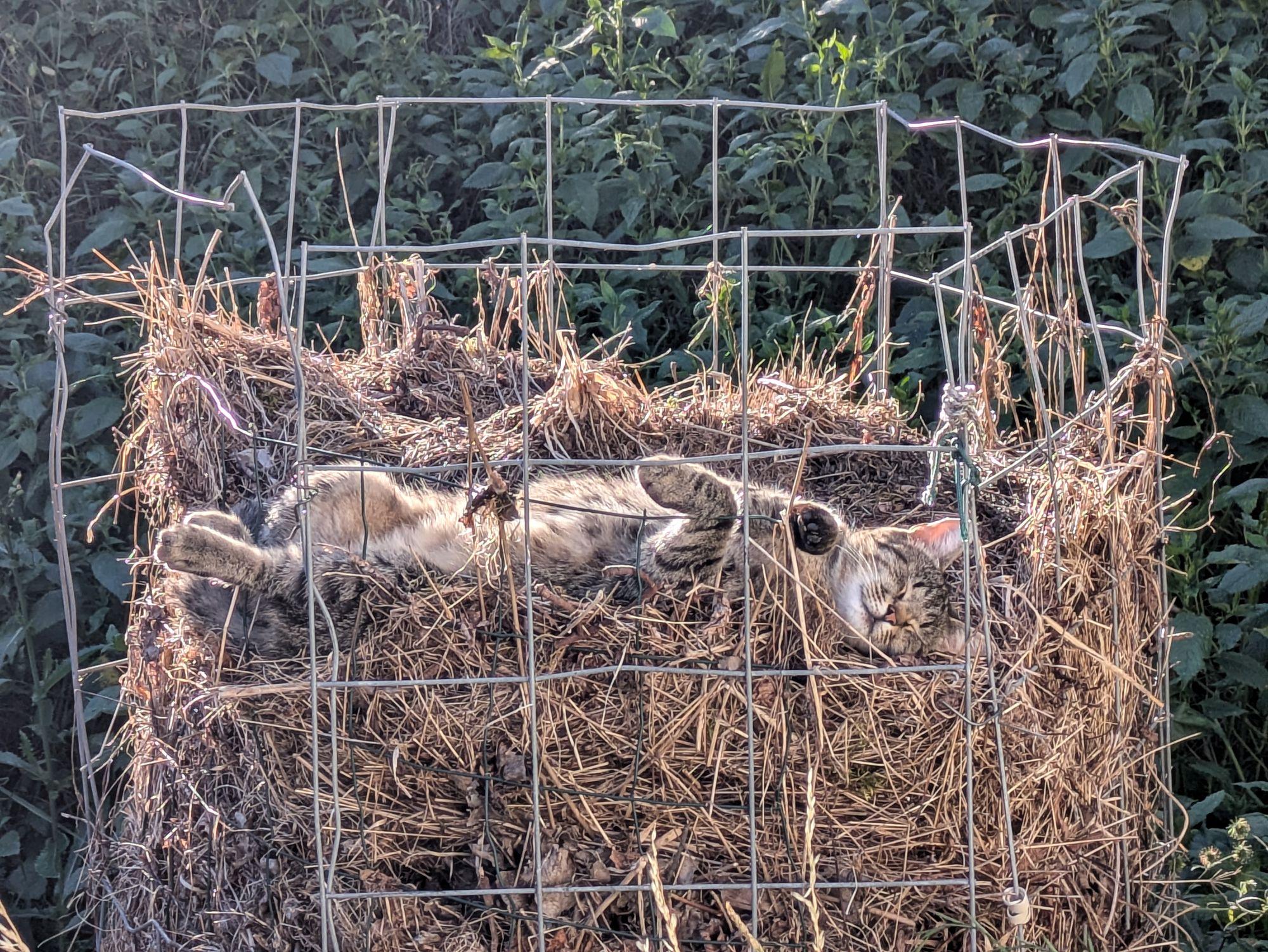 in einem Gitter mit altem Grüngut liegt eine Katze oben auf dem Rücken und sonnt sich