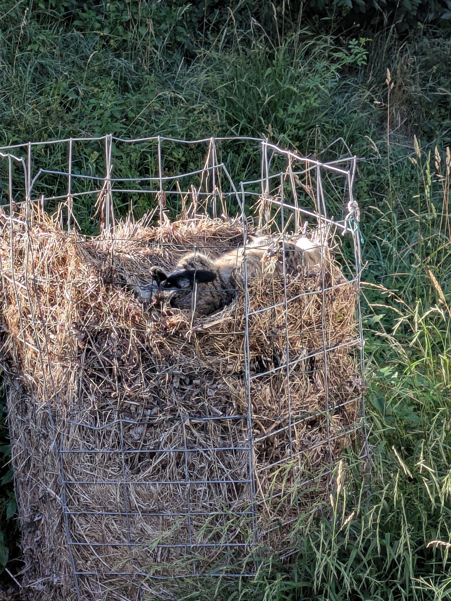 in einem Gitter mit altem Grüngut liegt eine Katze oben auf dem Rücken und sonnt sich